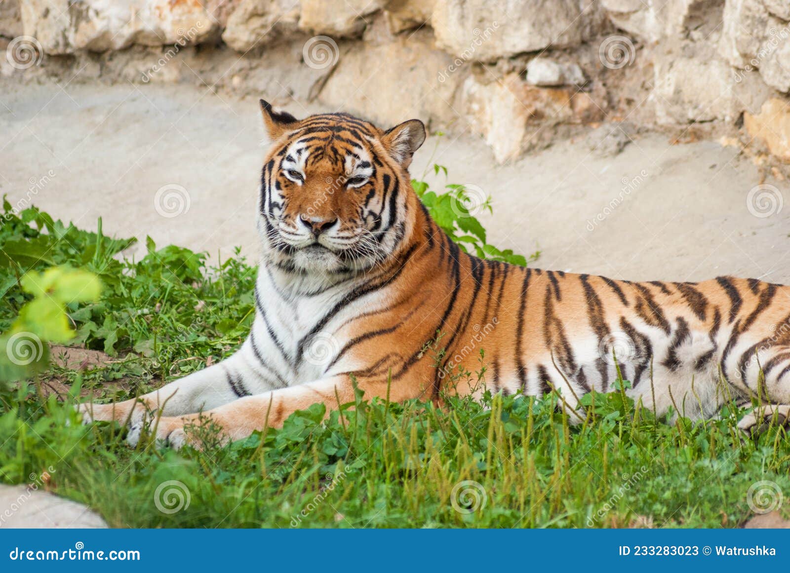 Le chat sauvage, un gros chat tigré