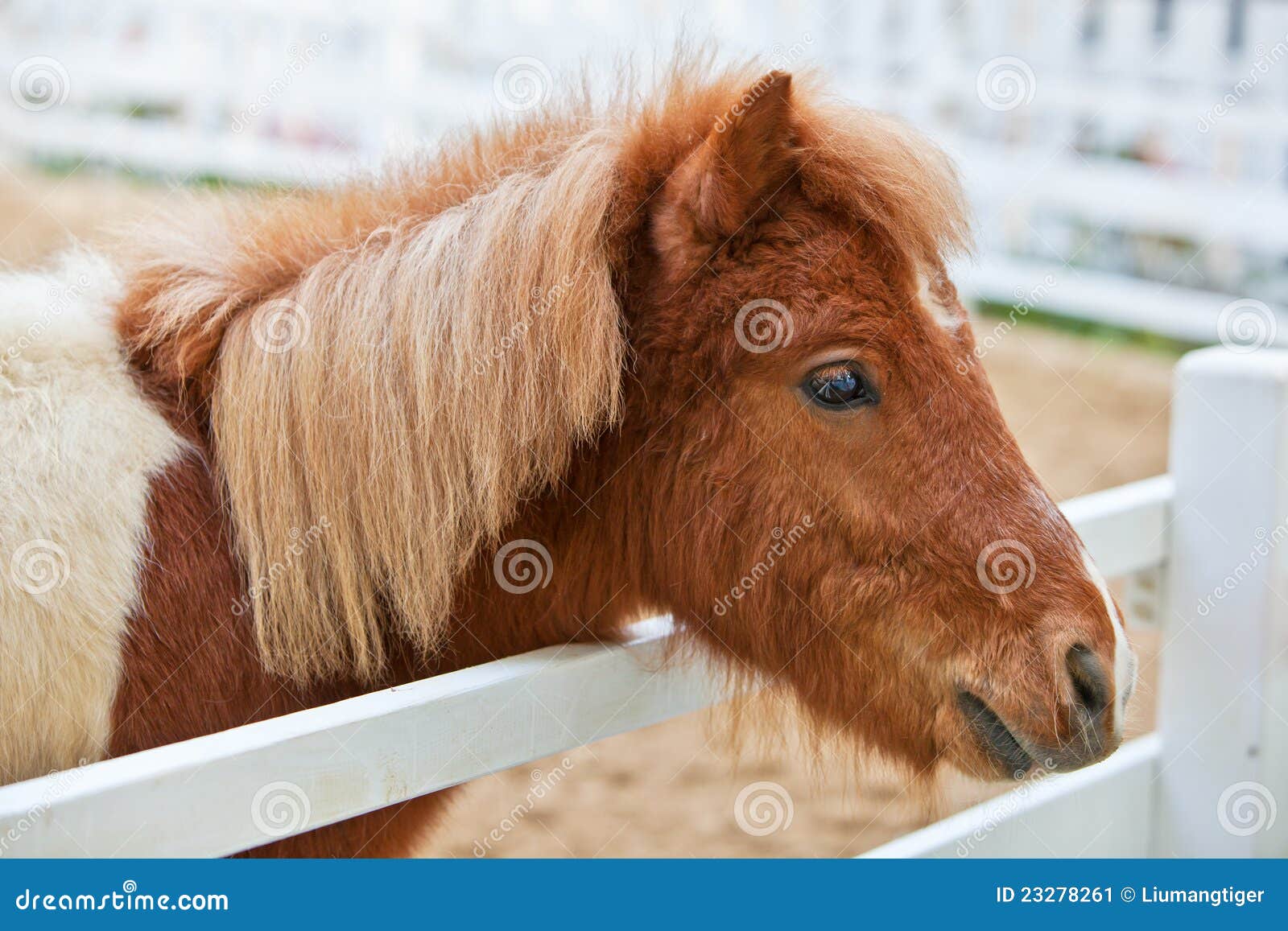 Le poney Shetland