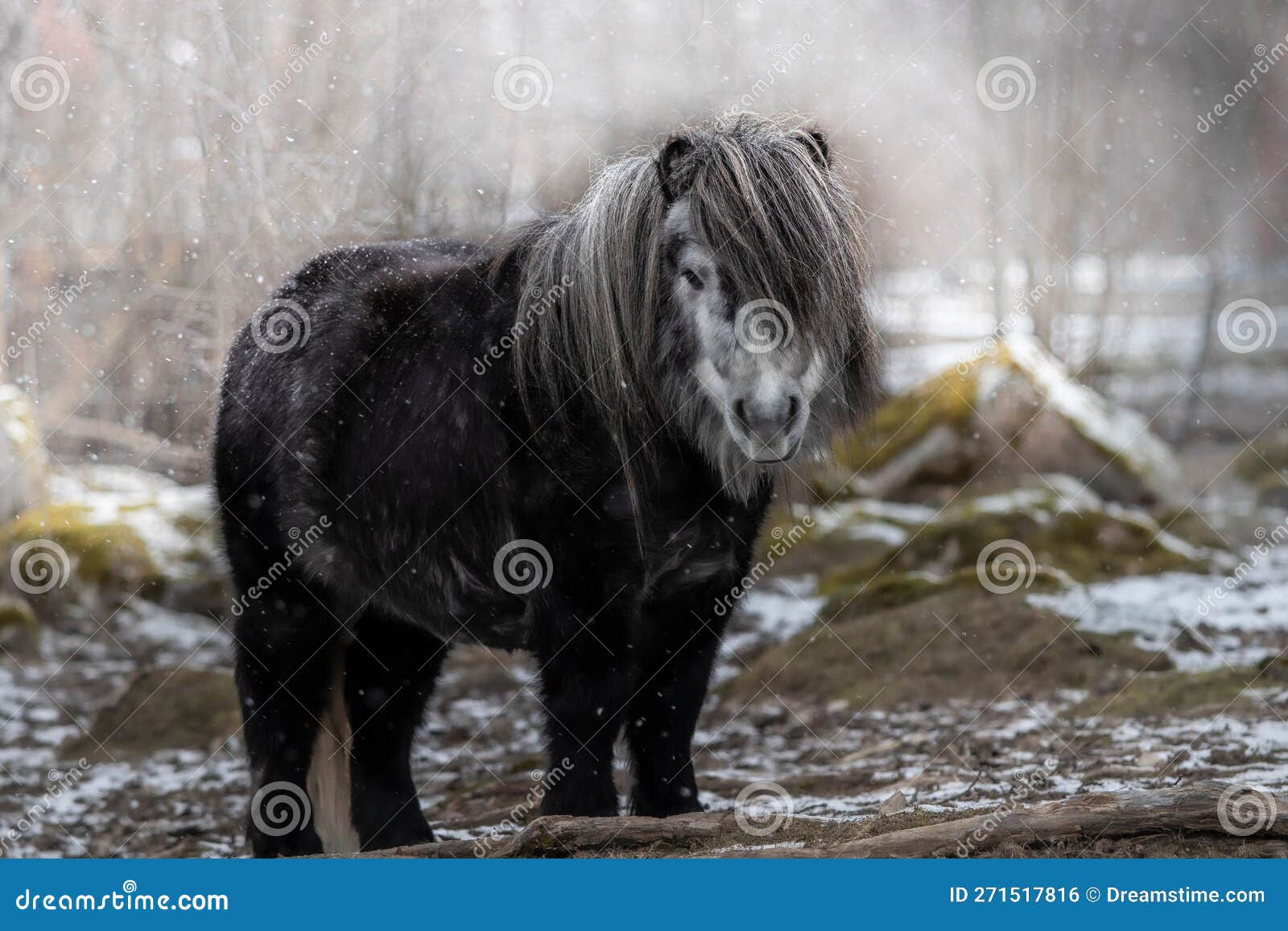 Le poney Shetland