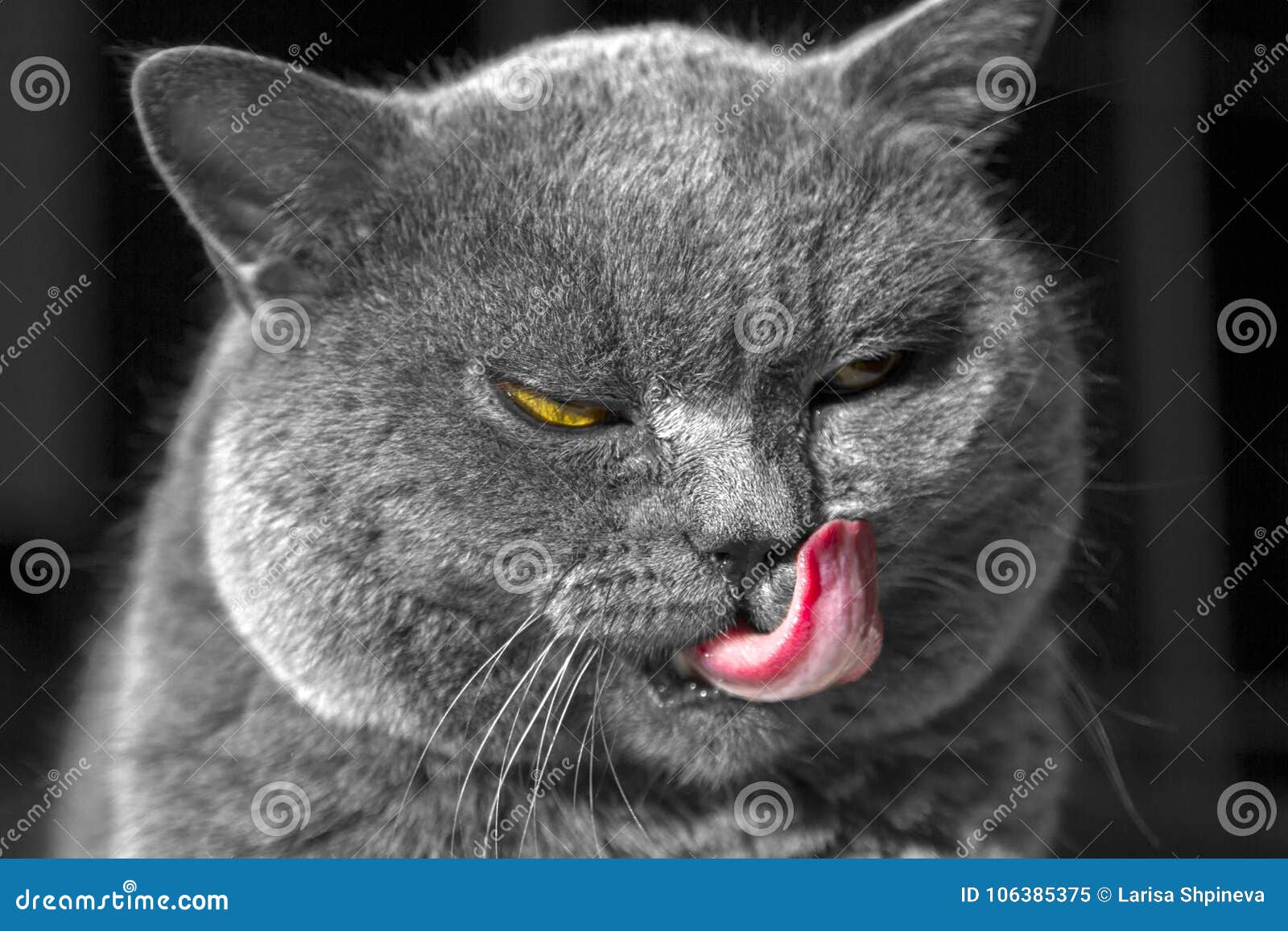 Le Portrait D Un Chat Gris Se Trouve Et Lave Le Chat Bleu Britannique De Shorthair Leche La Langue Il Est Sur Un Fond Noir Le Pe Image Stock Image Du Nature