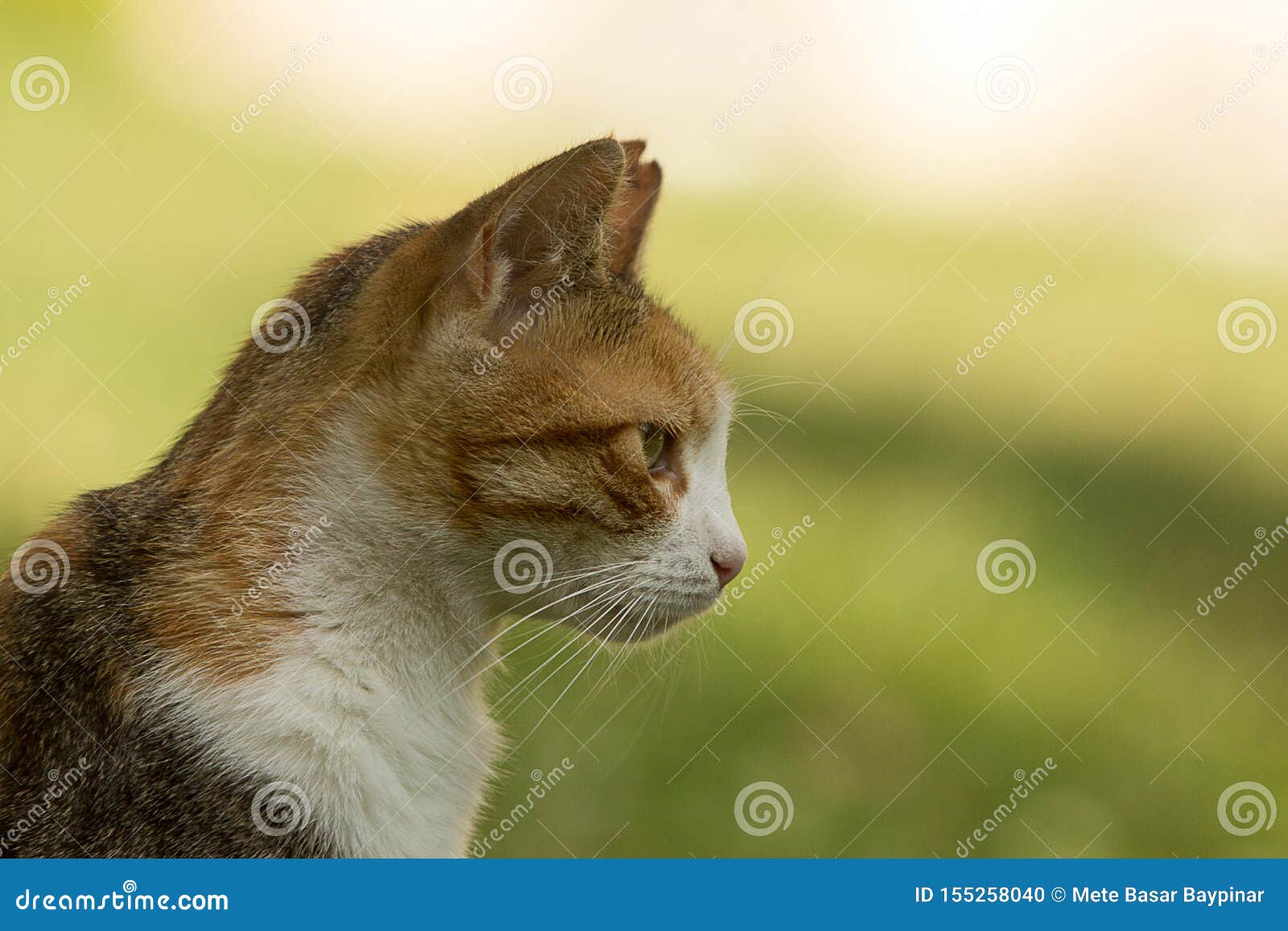 Le Profil Comprenant Le Cou L Epaule Et La Tete D Un Chat De Calicot Egare Gentil Avec Une Oreille A Mordu Regardant Fixement L Photo Stock Image Du Esprit Pensez