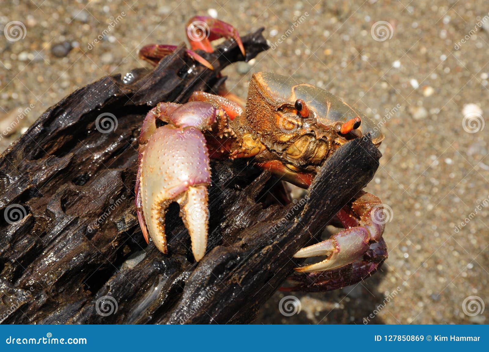 Le Quadratus Coloré De Gecarcinus De Crabe Terrestre, également Connu Sous  Le Nom De Crabe De Halloween, Repose Sur Une Ouverture Image stock - Image  du crustacés, carapace: 127850869