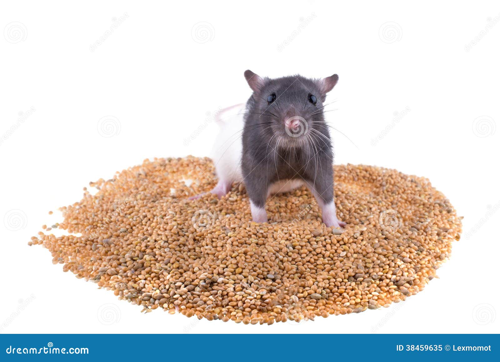 Le Rat Se Repose Sur Une Pile De Millet Image stock Image du céréales
