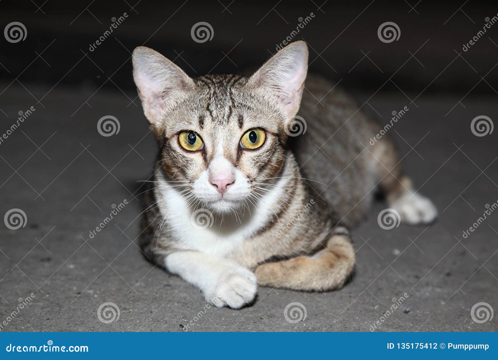 Le Ressembler Gris De Chat Au Tigre Photo Stock Image Du