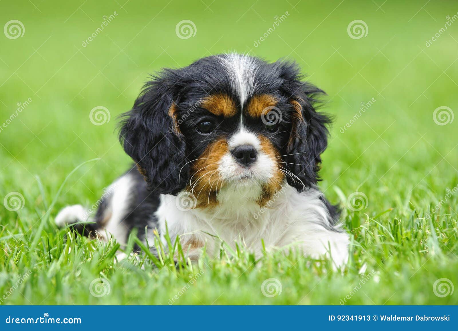 Le Roi Cavalier Charles Spaniel Puppy Image Stock Image Du