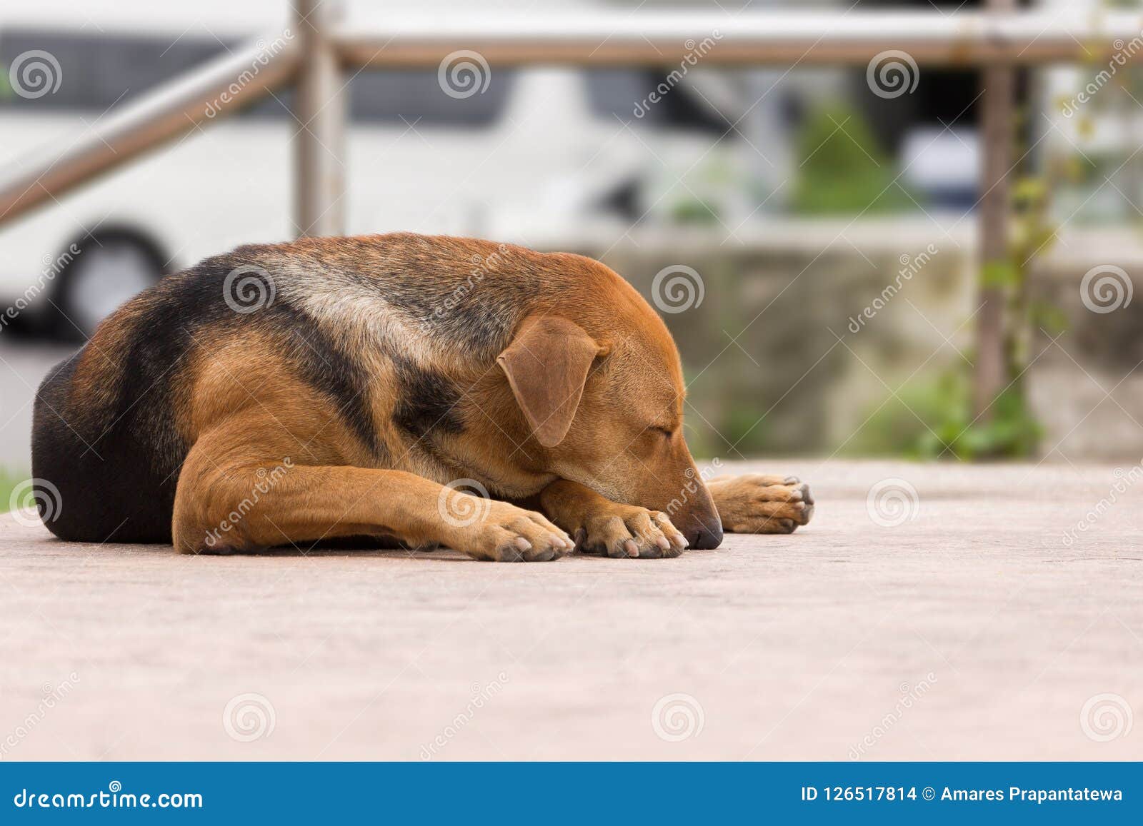 Le seul chien brun thaïlandais dort sur la rue. Un chien brun thaïlandais seul dort sur la rue pendant la journée