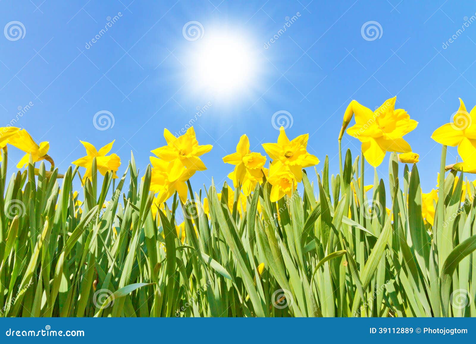 Le Soleil Jaune De Jonquilles Au Printemps Image Stock Image Du Baviere Frais