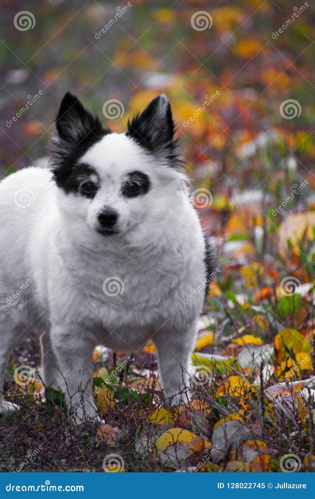 Le Spitz De Race De Chien Marche En Parc Dautomne Petit