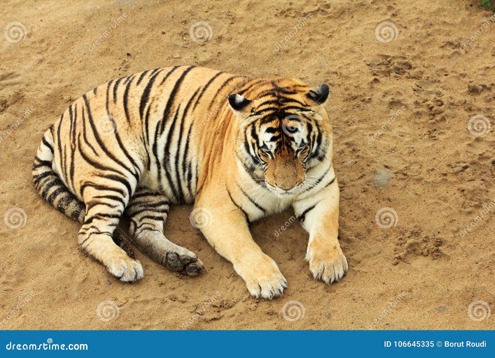 Le tigre sibérien ont un repos. Le tigre a décidé de fixer, ont un repos