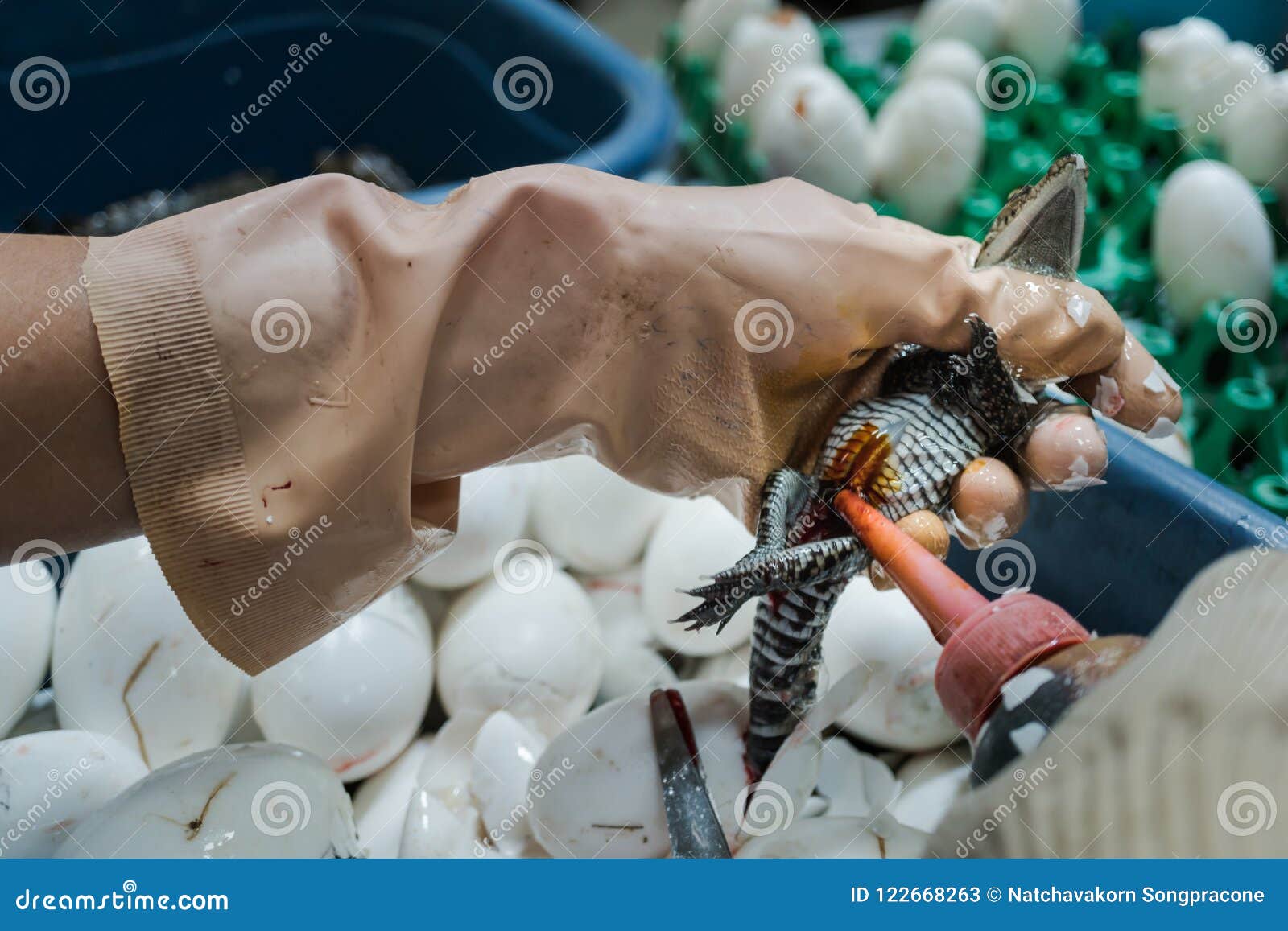 Le Travailleur Laisse Tomber Le Desinfectant Liquide Antiseptique Sur La Blessure Apres Cutti Image Stock Image Du Fuselage Antiseptique Le Travailleur Laisse Tomber Le Desinfectant Liquide Antiseptique Sur La Blessure Apres Cutti Image Stock Image Du Fuselage Antiseptique