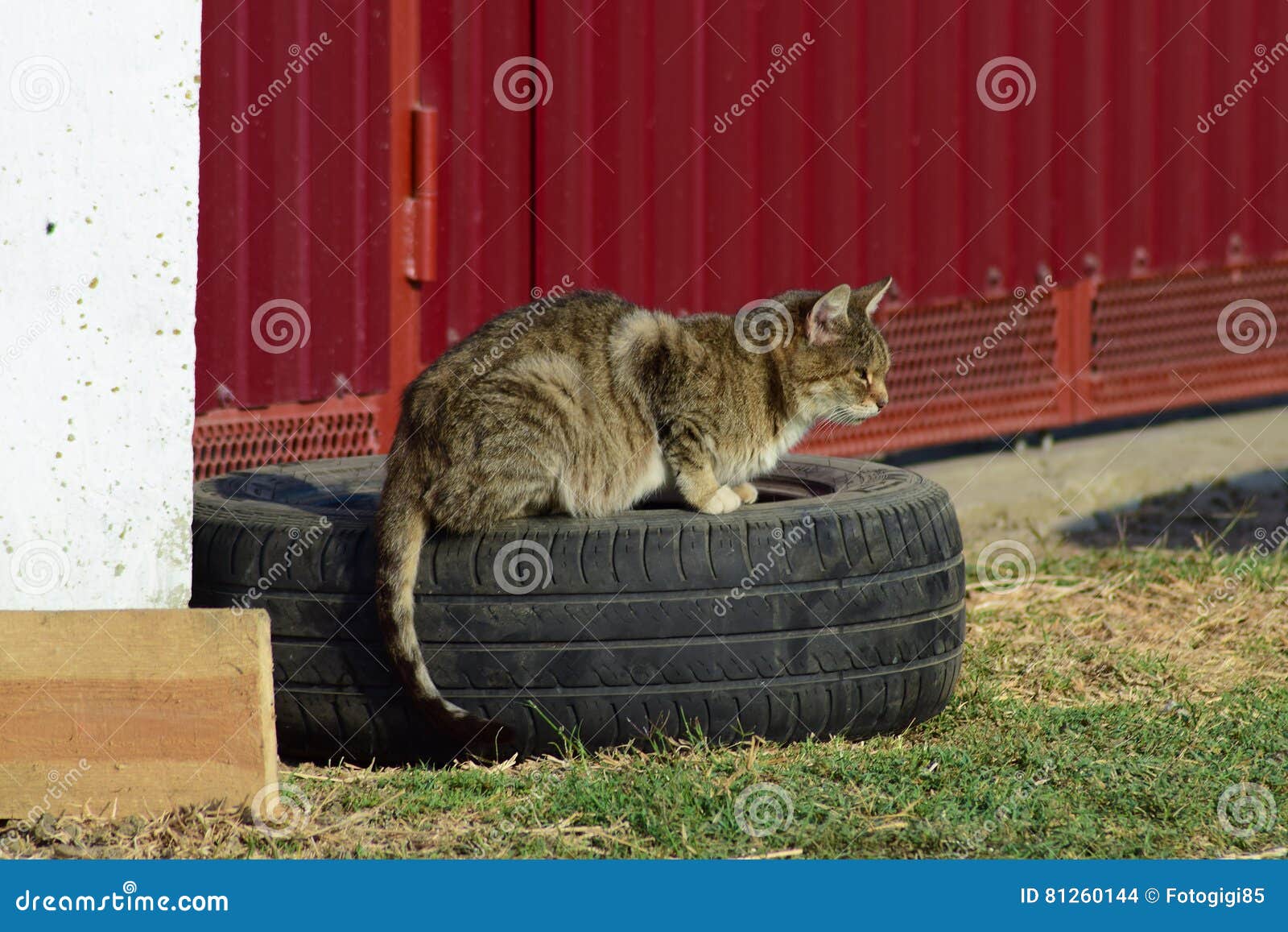 Le Vieux Chat Tigré Se Reposant Sur Une Roue De Voiture à La Barrière Chats  De Maison De Vieillesse Photo stock - Image du chat, automne: 81260144