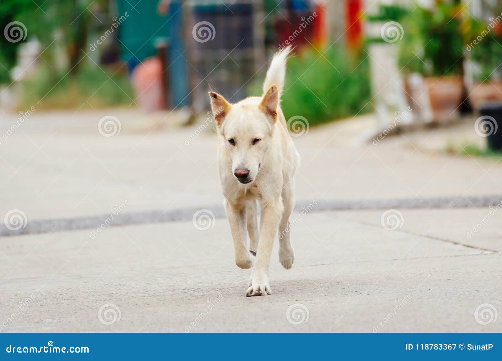 Le Vieux Chien Blanc Regarde Quelque Chose Boire Pendant L