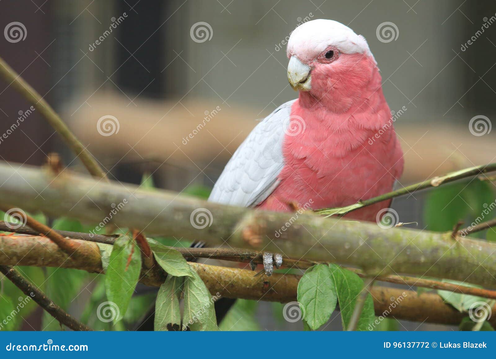 Leadbeater cockatoo stock photo. Image of cacatua, cockatoo 96137772