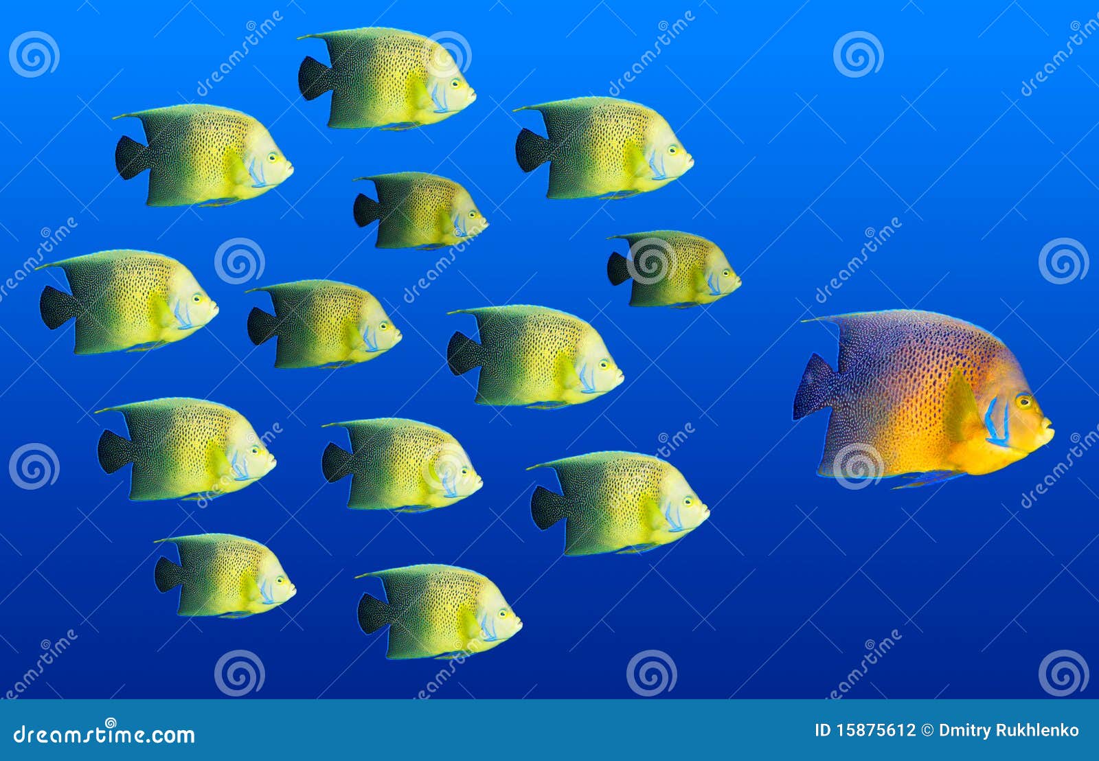Leadership Concept Big Fish Leading Stock Photo Image of concept