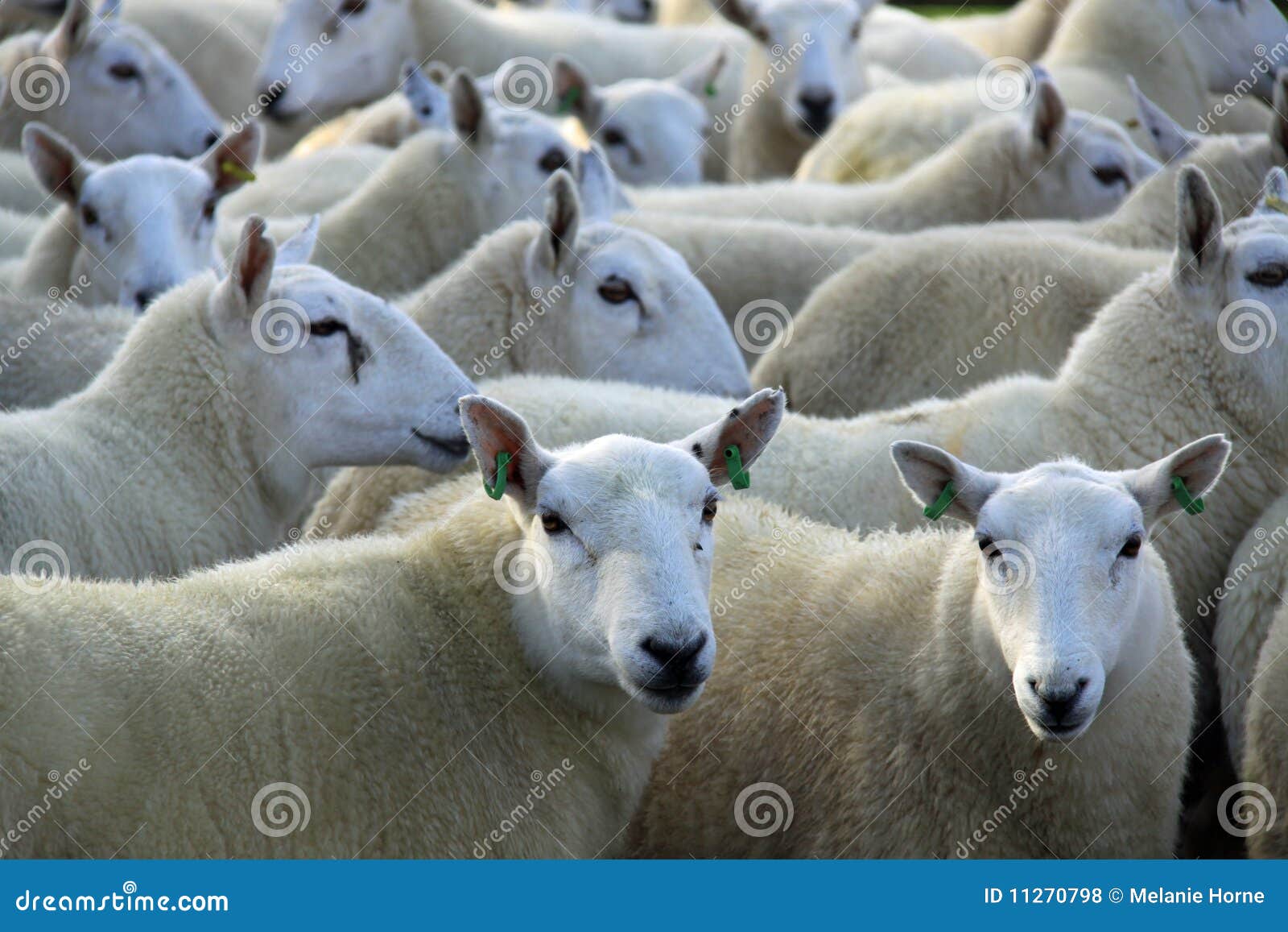 Leading the flock stock photo. Image of together, ewes 11270798