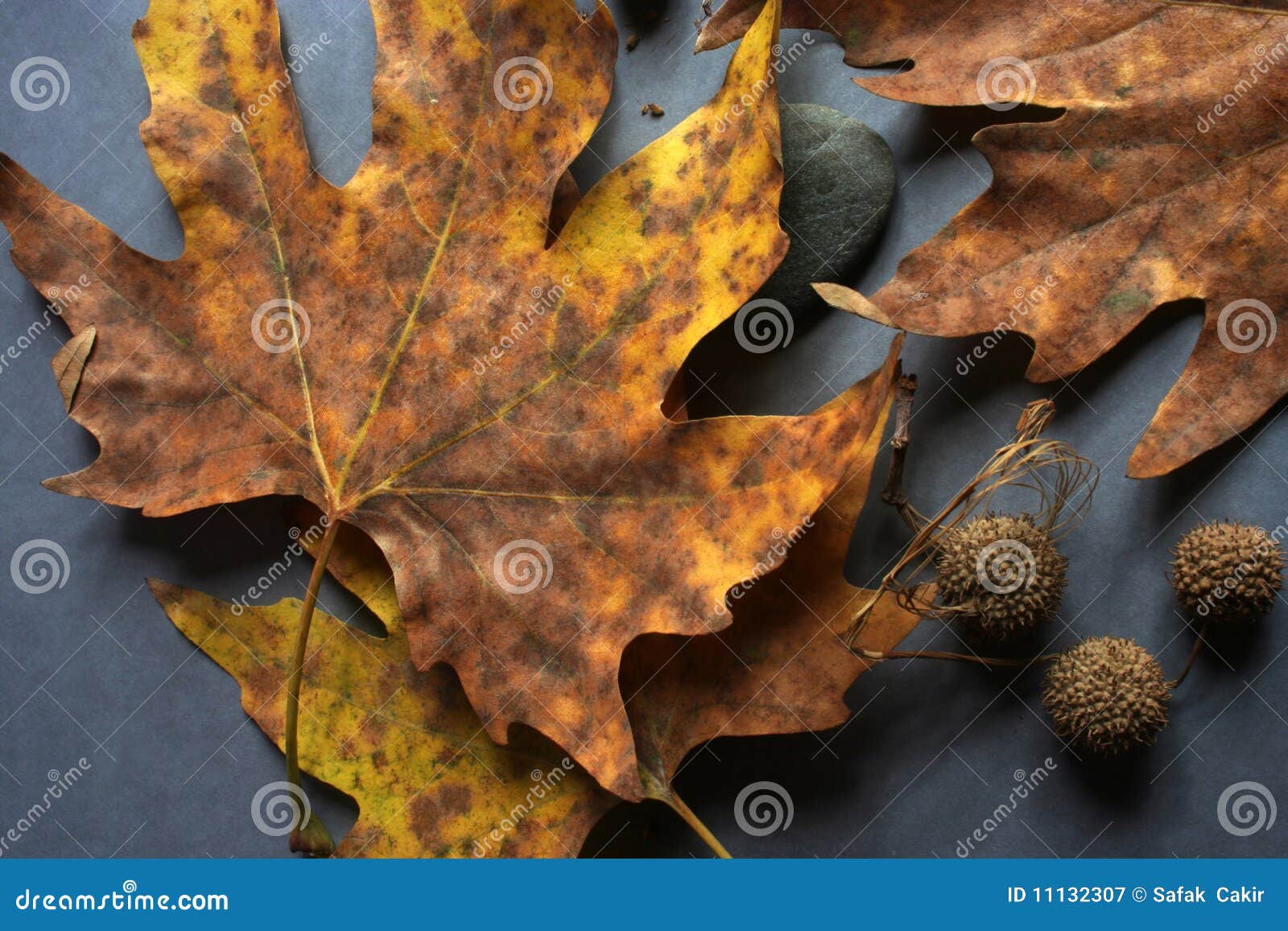 Autum och leaf, studioleaf, gul leaf