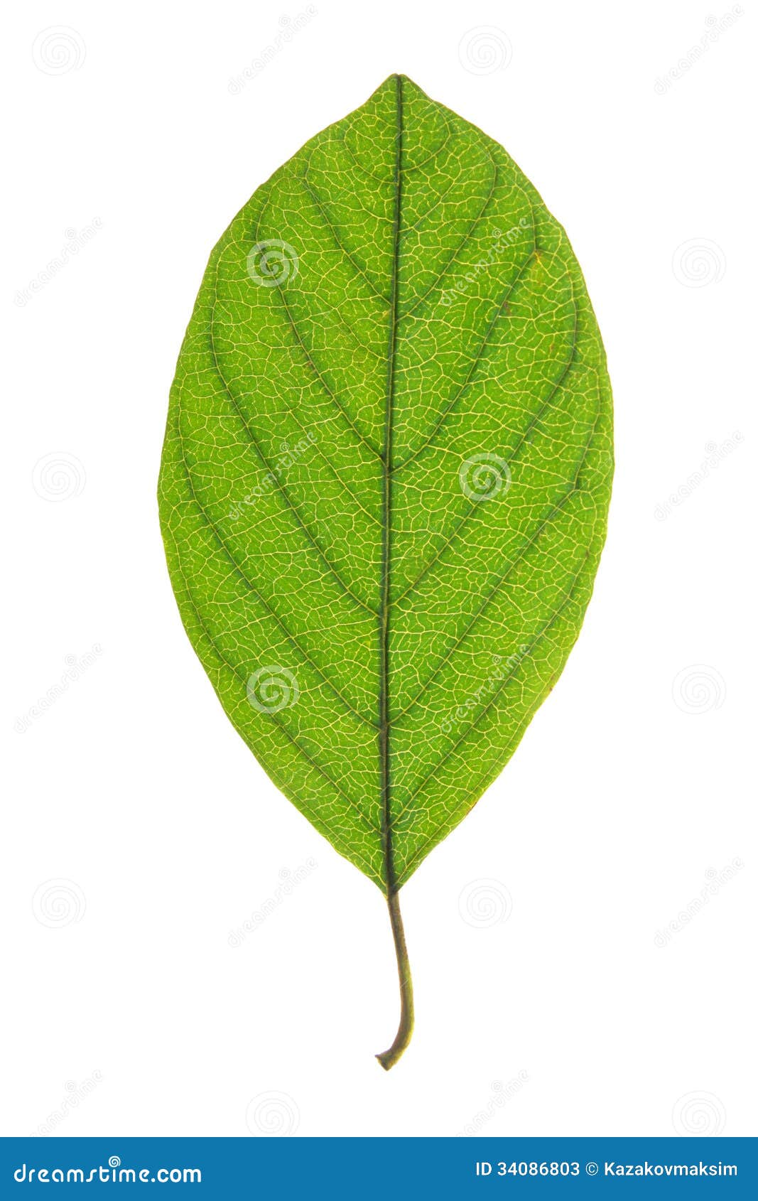 Leaf of Alder Buckthorn Isolated on White Stock Image - Image of ...