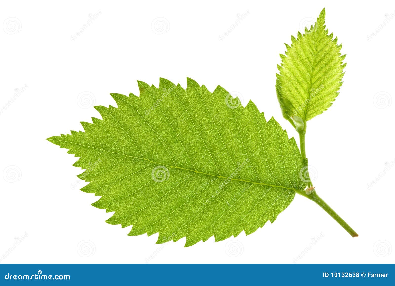 Alder Tree Disease, Growth, Swelling On The Trunk Background. Royalty