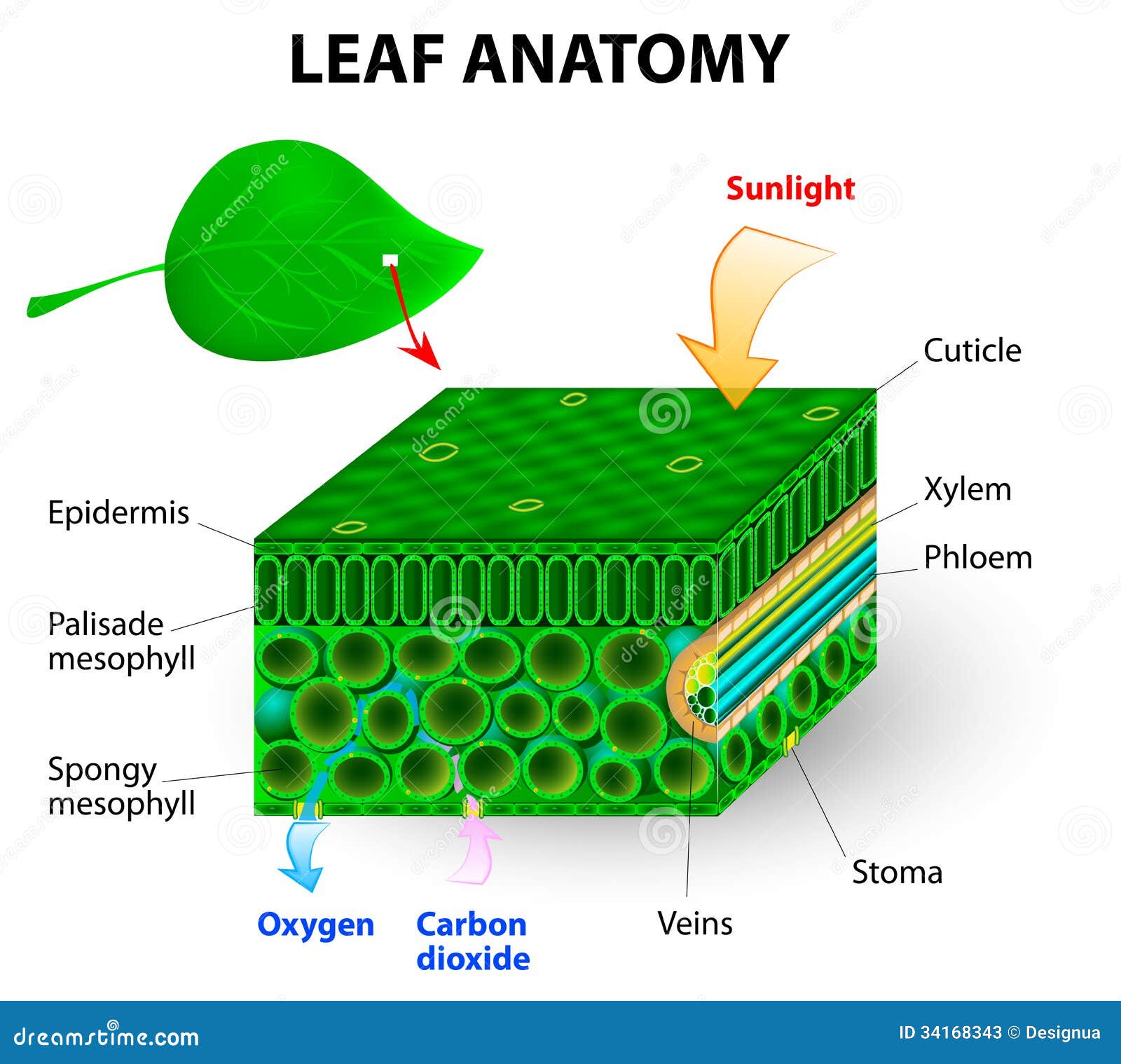 Leaf anatomy stock illustration. Illustration of leaf ... cell energy photosynthesis diagram 