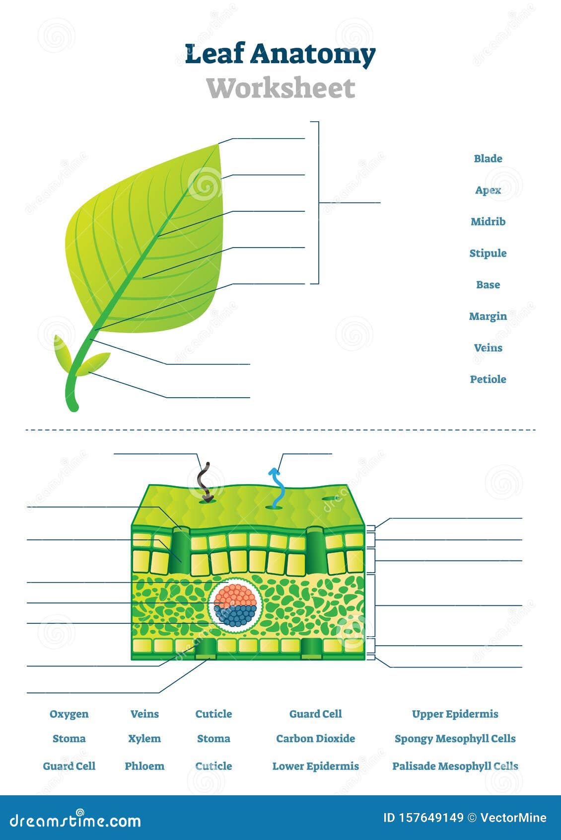 Leaf Anatomy Worksheet Vector Illustration. Labeled Blank Biology