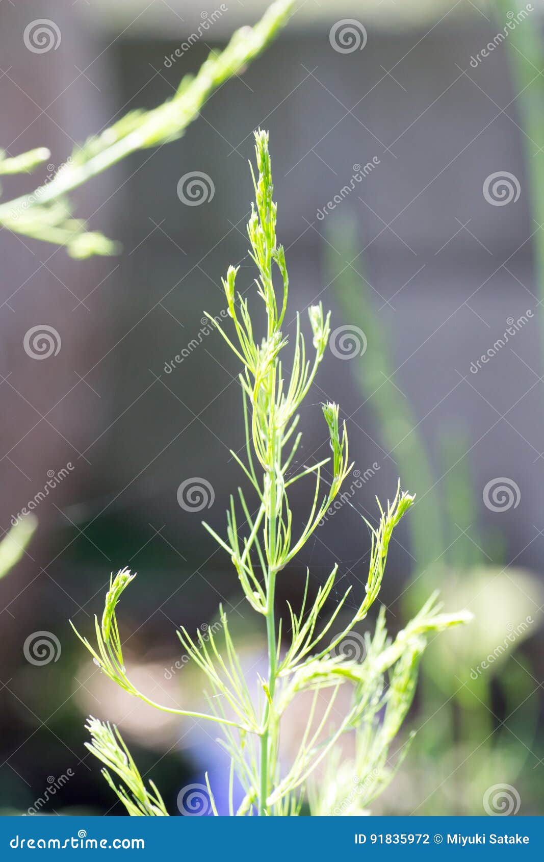Leaf of asparagus stock photo. Image of beauty, garden 91835972