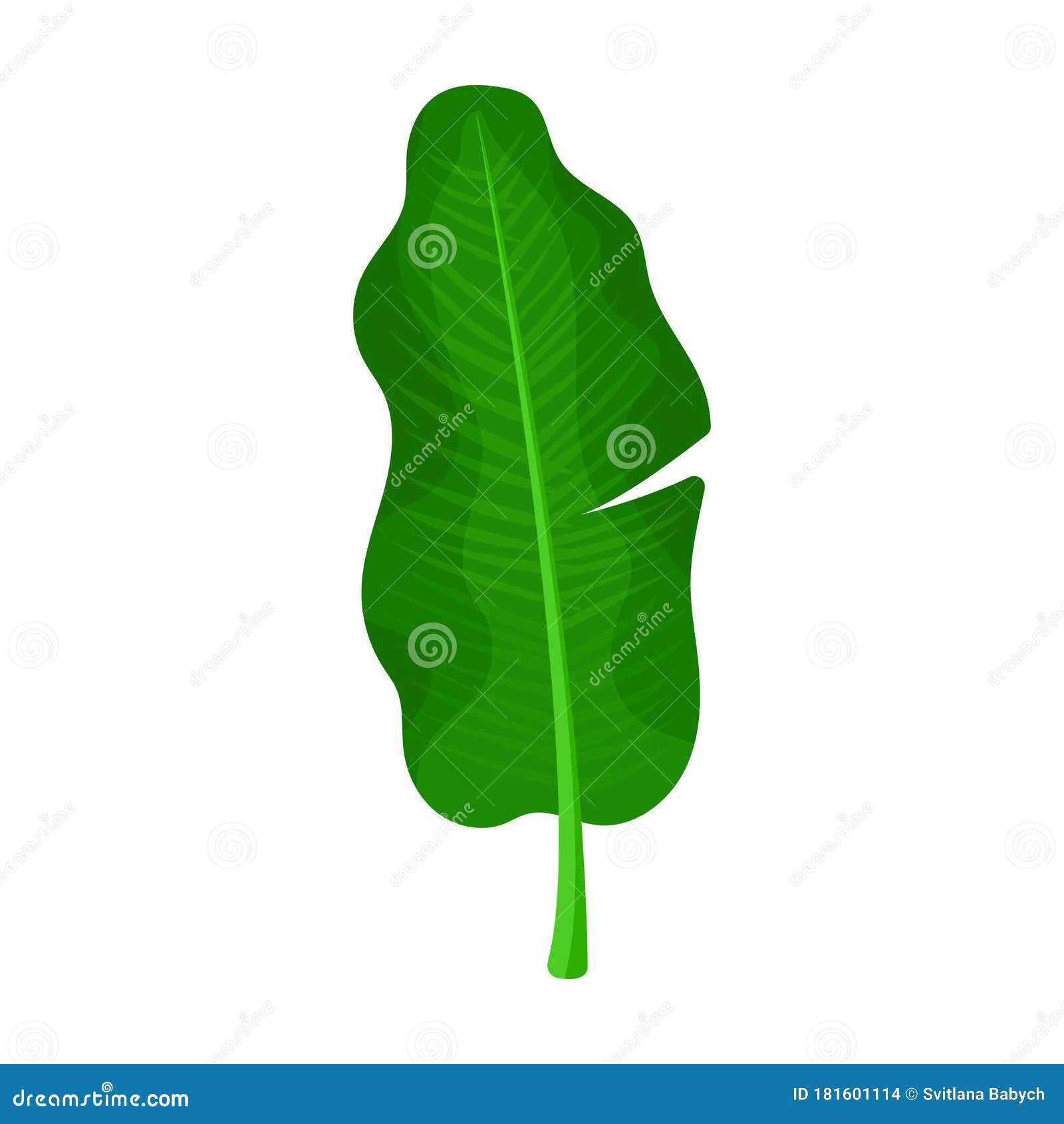 Leaf Banana Vector Icon.Cartoon Vector Icon Isolated on White