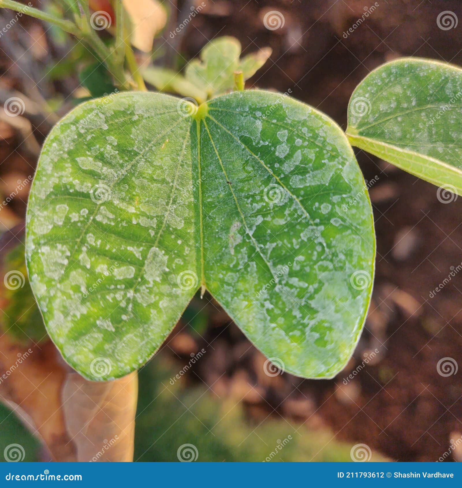 My Image 21