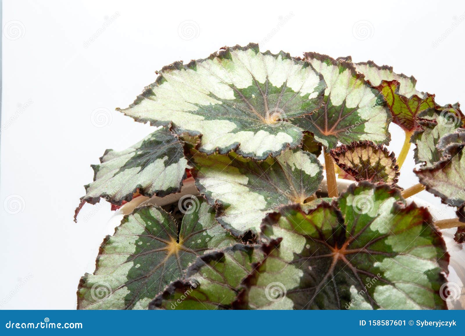 Leaf of begonia stock image. Image of plant, leaf, genus - 158587601