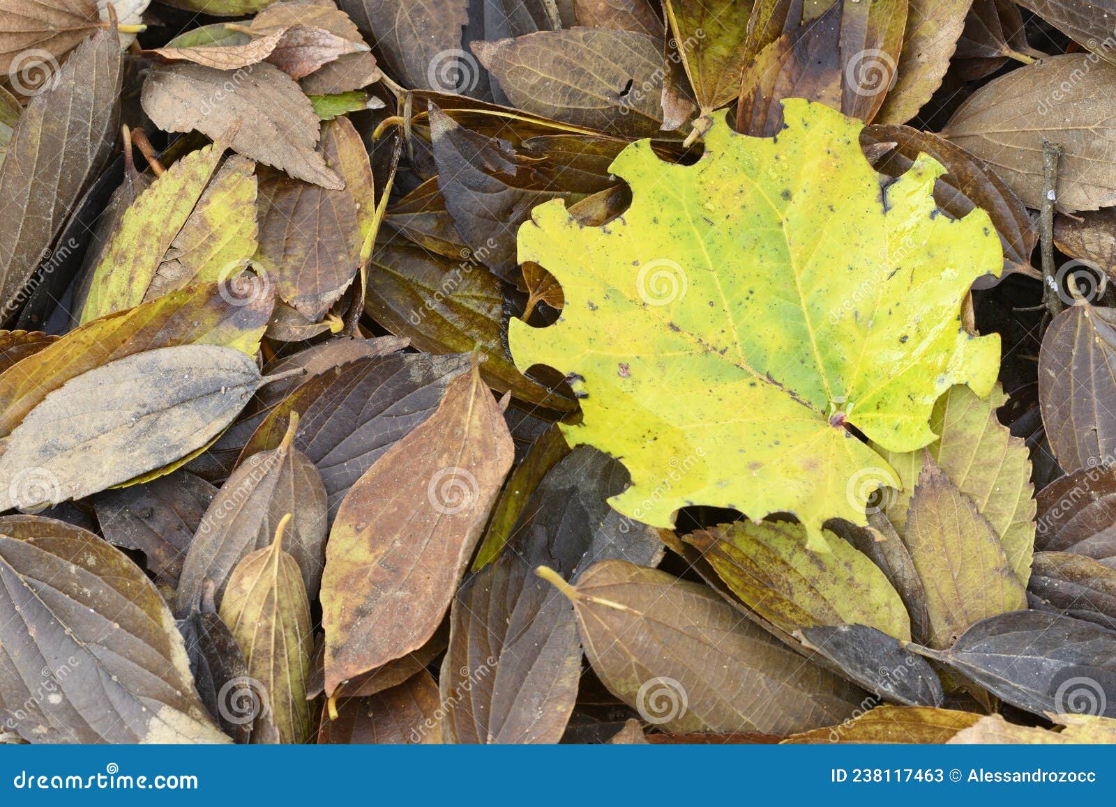 Leaf with Bite Signs of Caterpillar on Edges Stock Image Image of