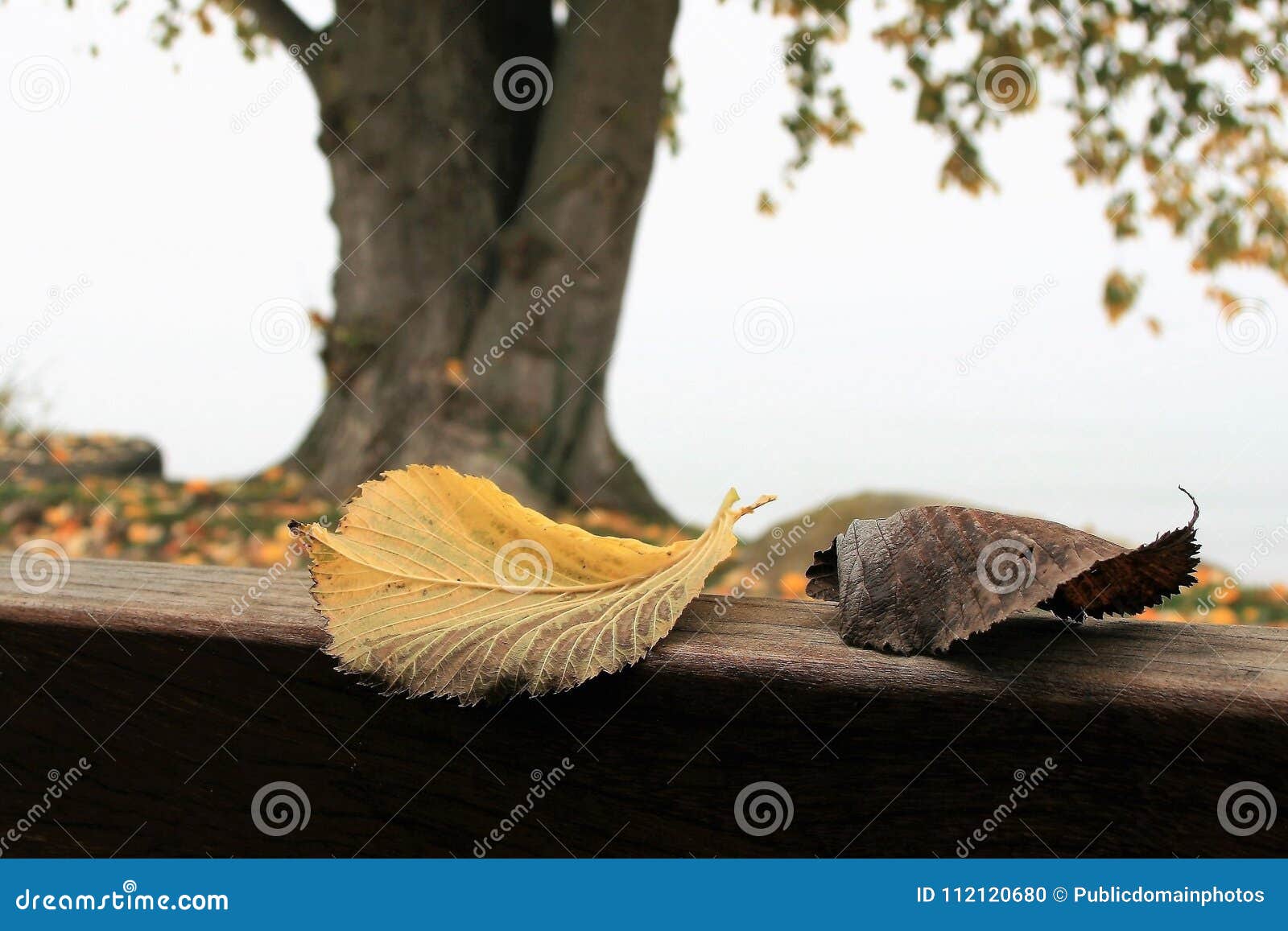twig and leaf twig and leaf