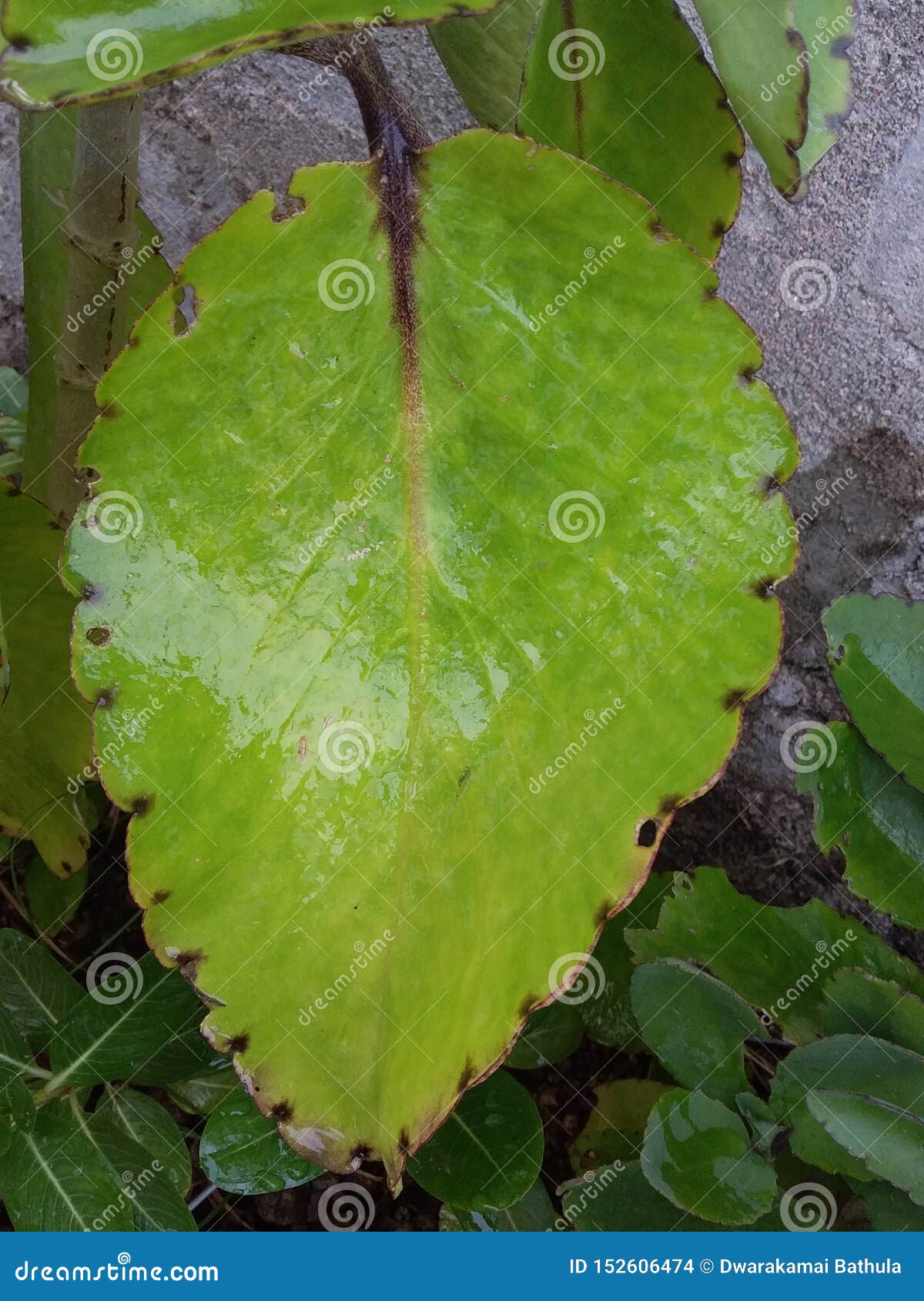 Leaf of Bryophyllum Which Helps in Dissolving Stones in Kidneys Stock
