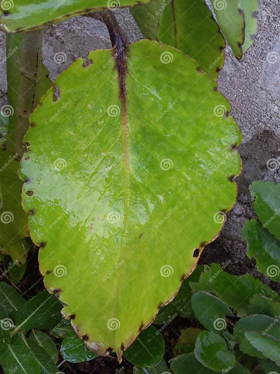 Leaf of Bryophyllum Which Helps in Dissolving Stones in Kidneys Stock