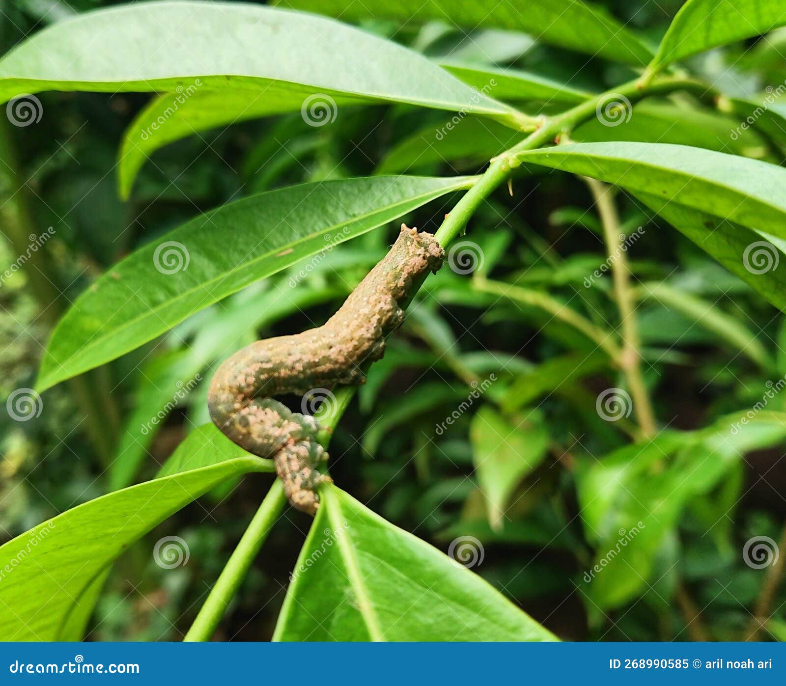 Leaf Caterpillars Eat Fruit and Vegetable Plants Stock Image Image of caterpillars, fruit