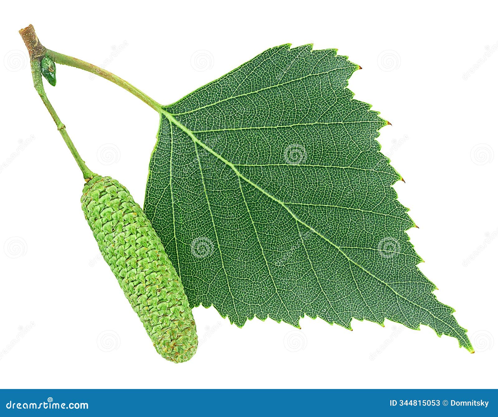 leaf and catkin of silver birch  on white background, view from above