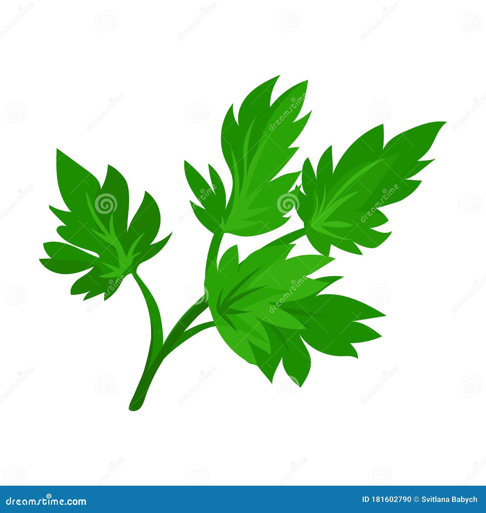 Leaf of Celery Vector Icon.Cartoon Vector Icon Isolated on White