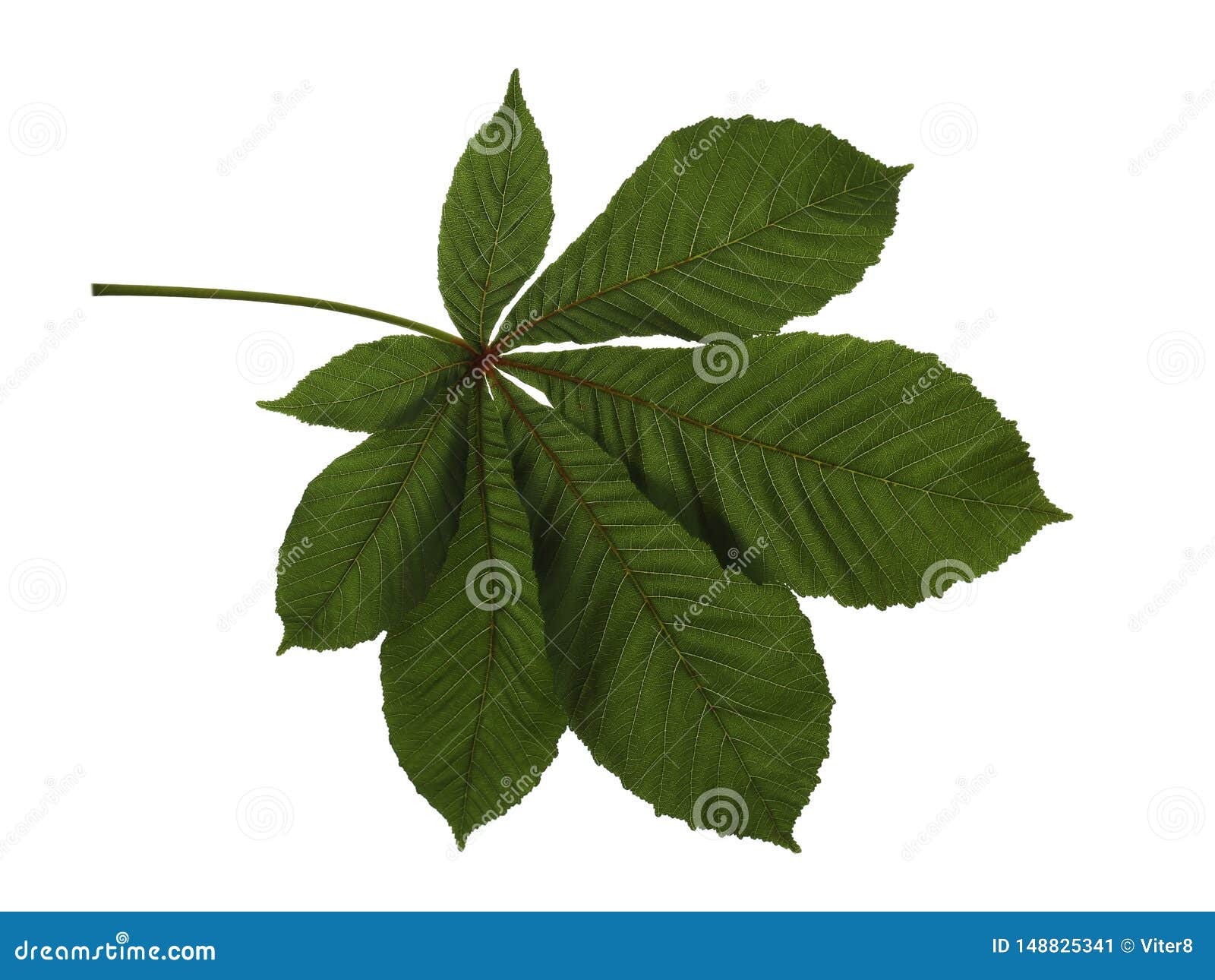 Leaf of Chestnut Aesculus Hippocastanum Isolated on White Stock Image