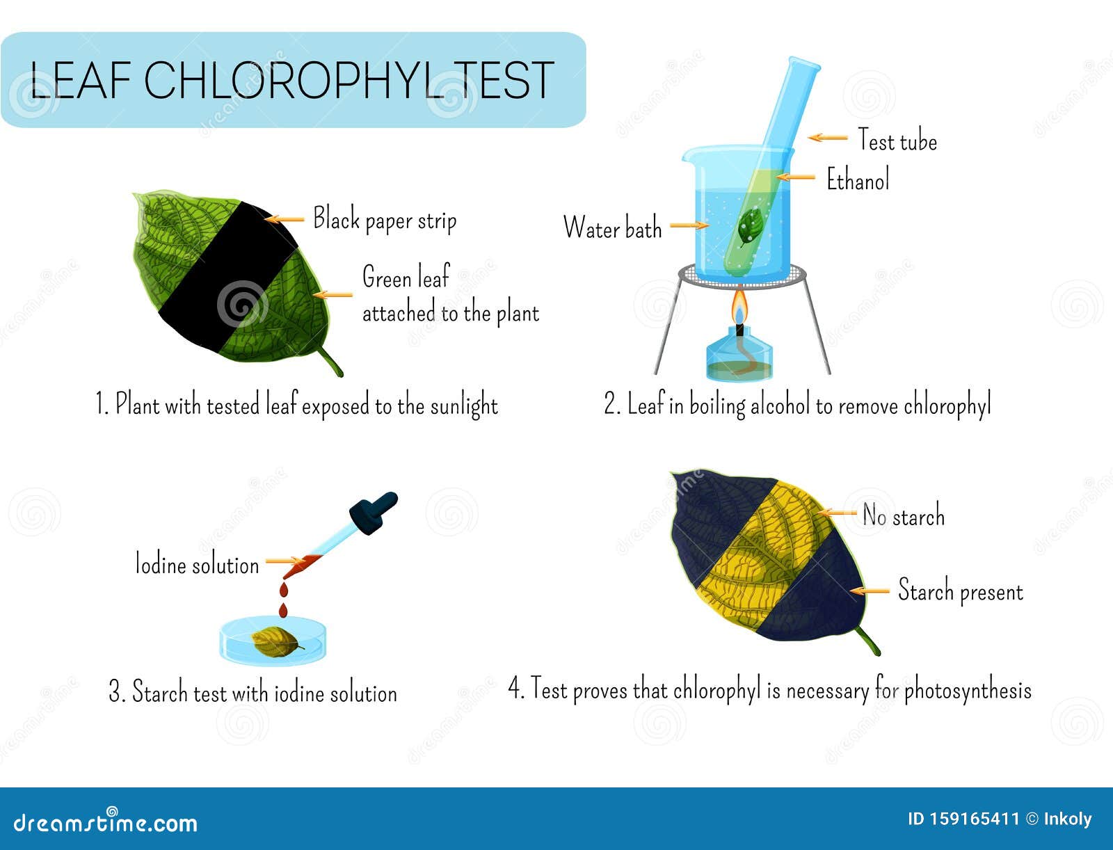 leaf chlorophyll test. school scientific experiment proves photosynthesis in plants