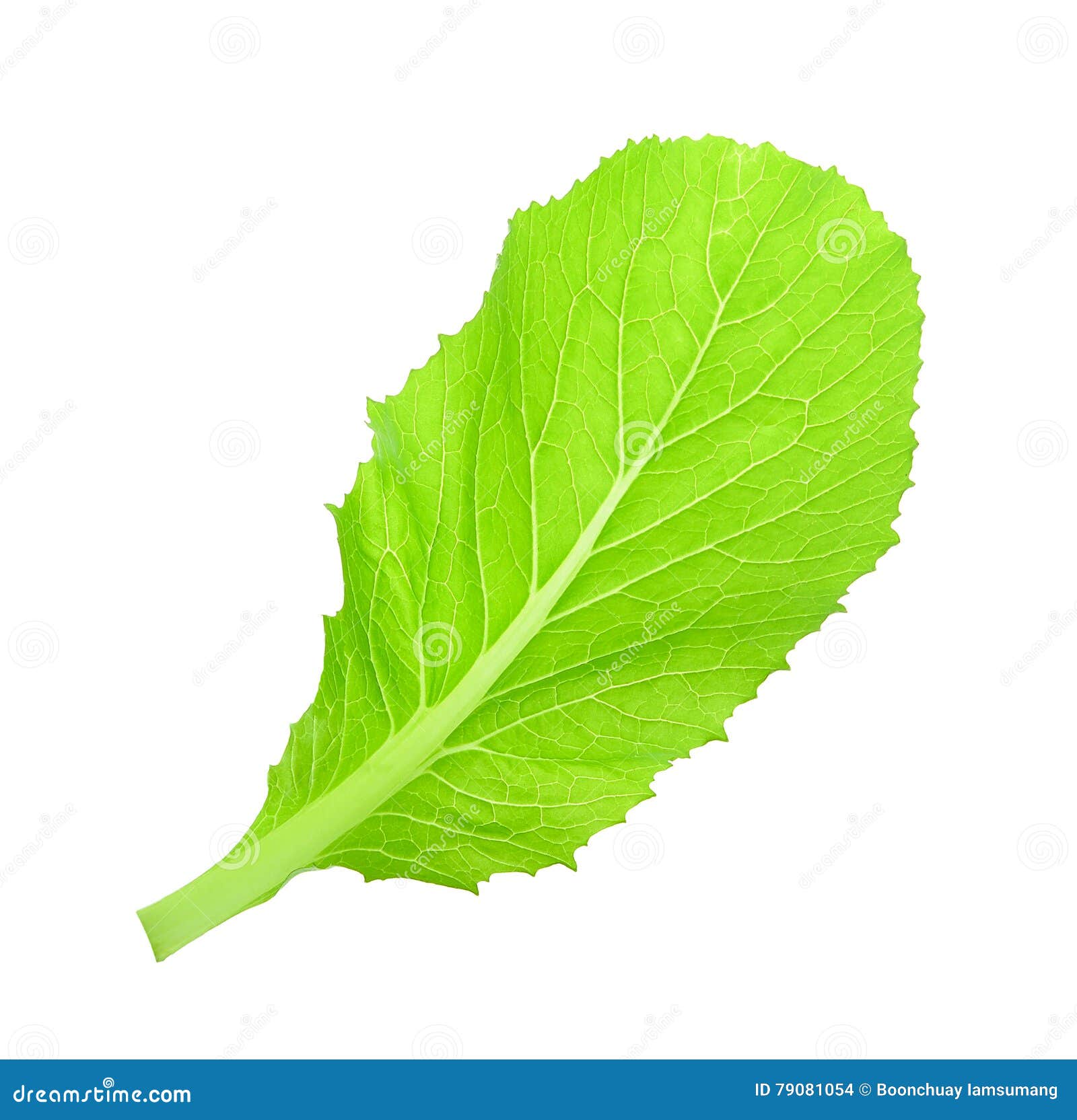 Leaf of Choy Sum a Kind of Chinese Vegetable Isolated on White Stock