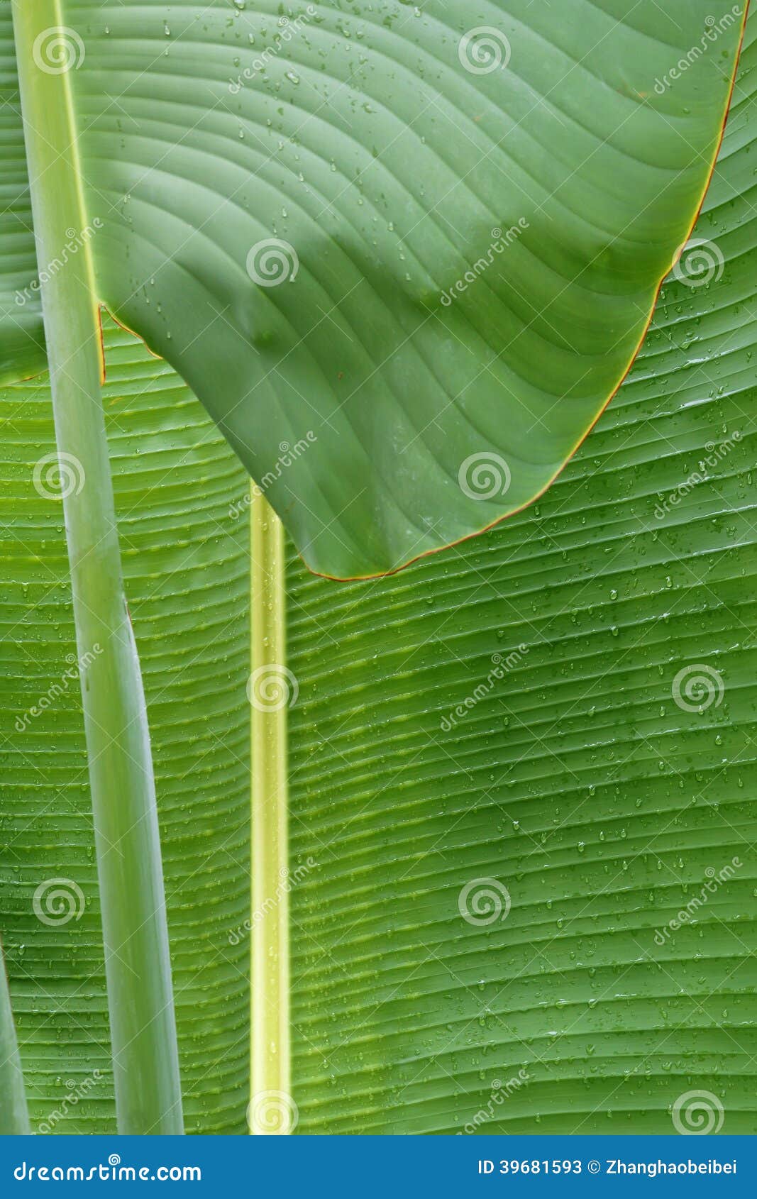 Flower of Ravenala Madagascariensis Stock Photo - Image of leaf, pattern:  97525378