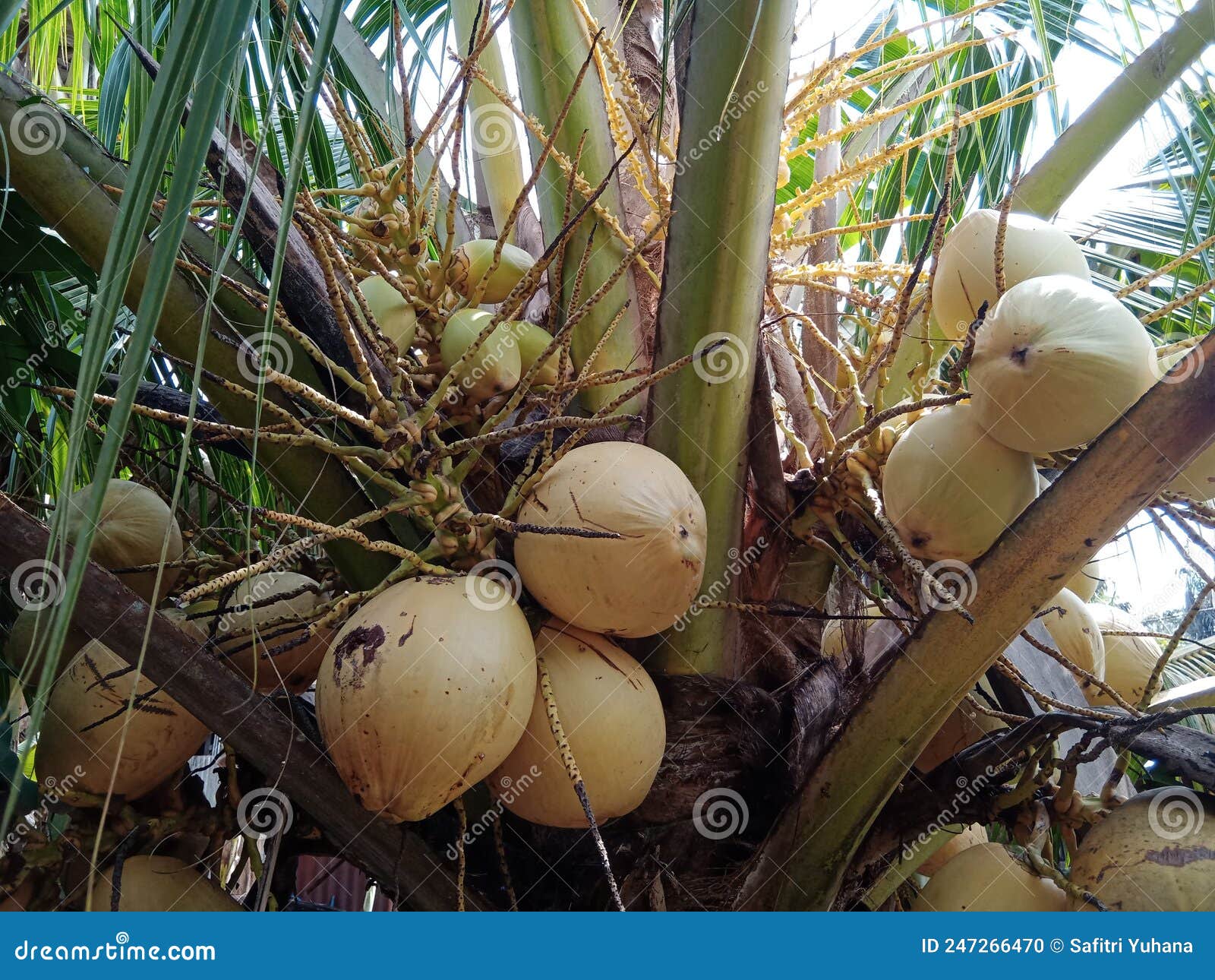 Leaf, Coconut, Coconut Leaf, Sky, Nature, Fruit, Coconut Fruit, Fruity