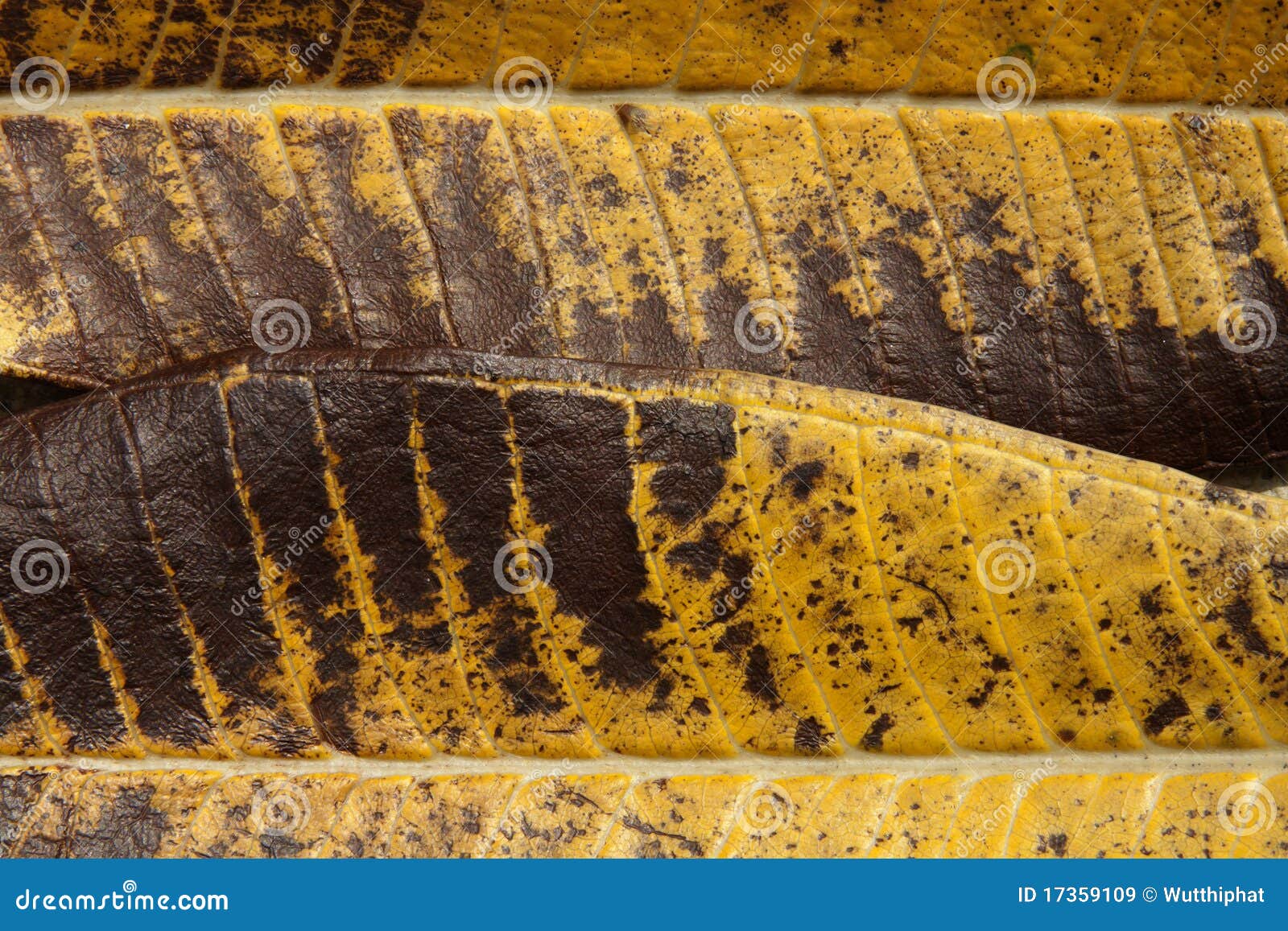 Leaf color from nature stock image. Image of nature, tracery - 17359109