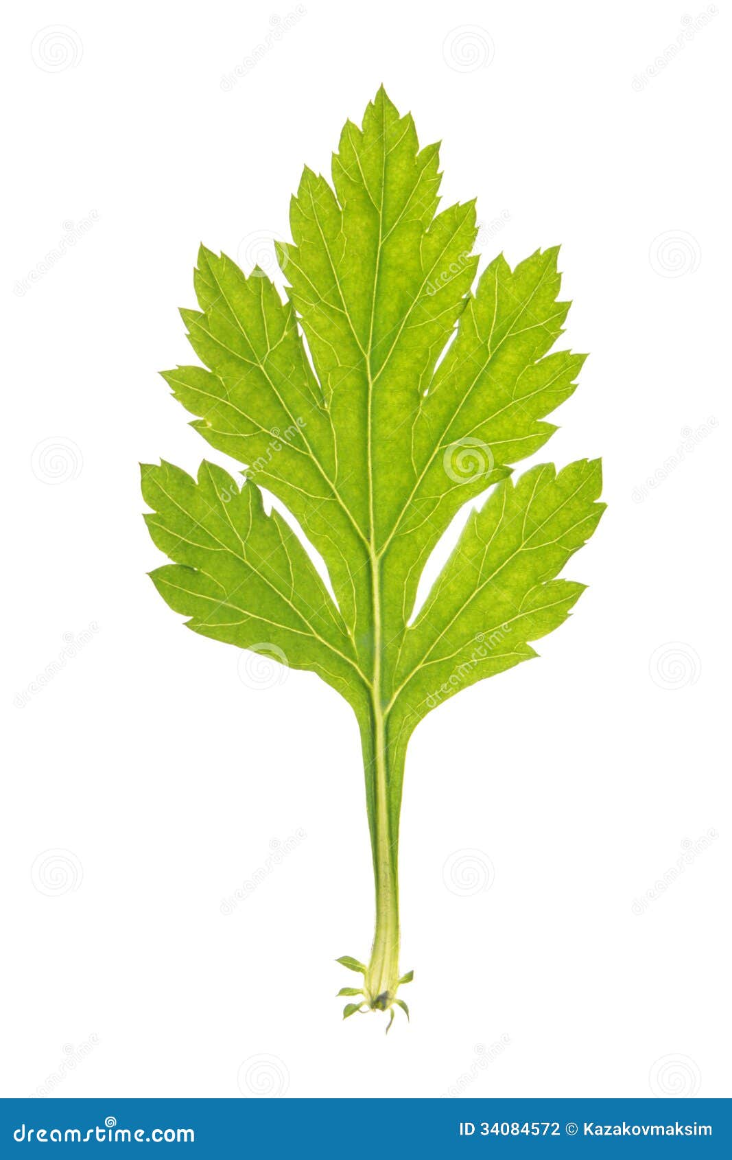 Leaf of Common Wormwood Isolated on White Stock Photo Image of