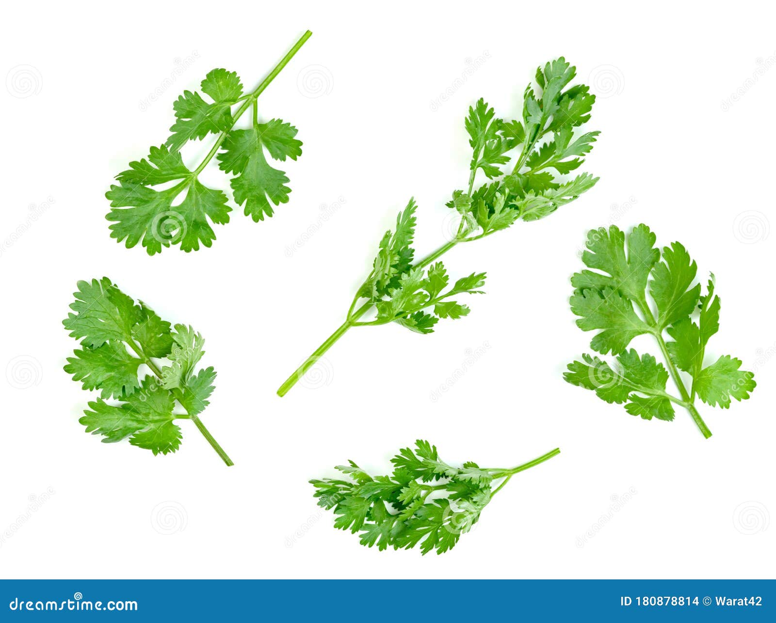 Leaf Coriander or Cilantro Isolated on White Background ,Green Leaves
