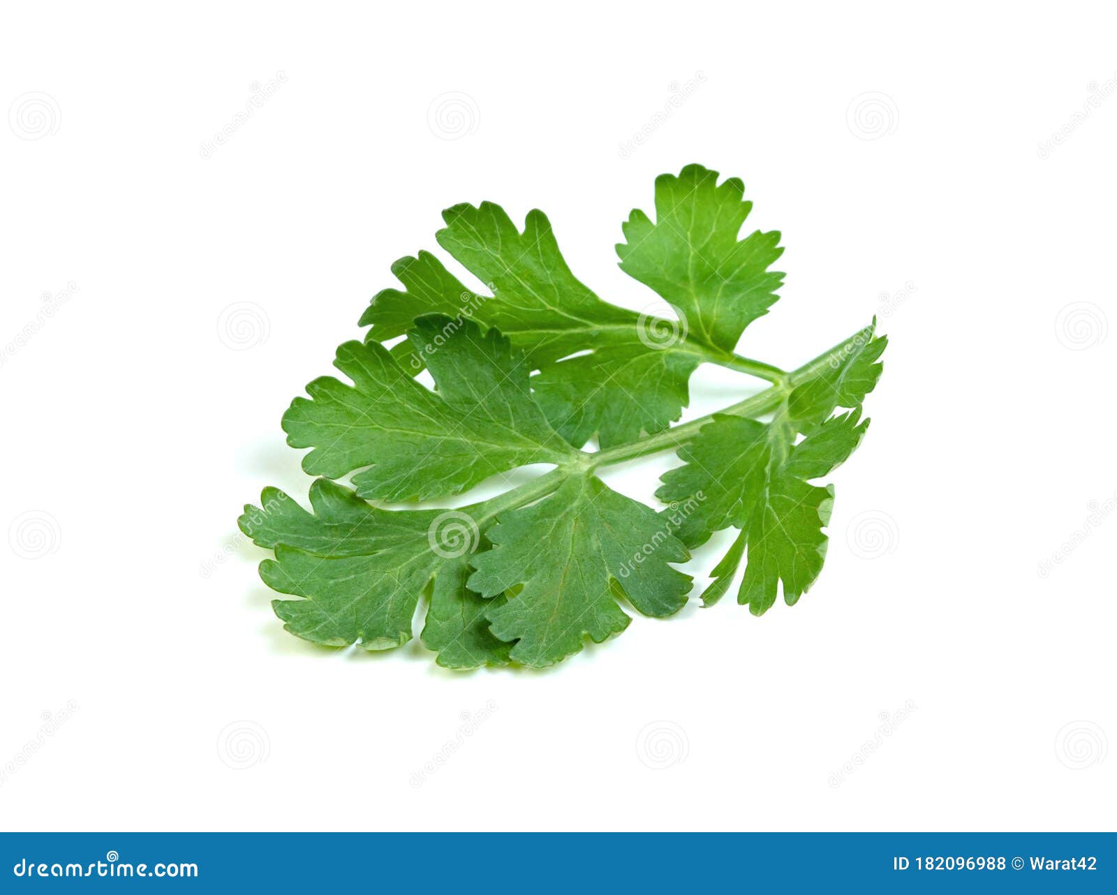 Leaf Coriander or Cilantro Isolated on White Background ,Green Leaves
