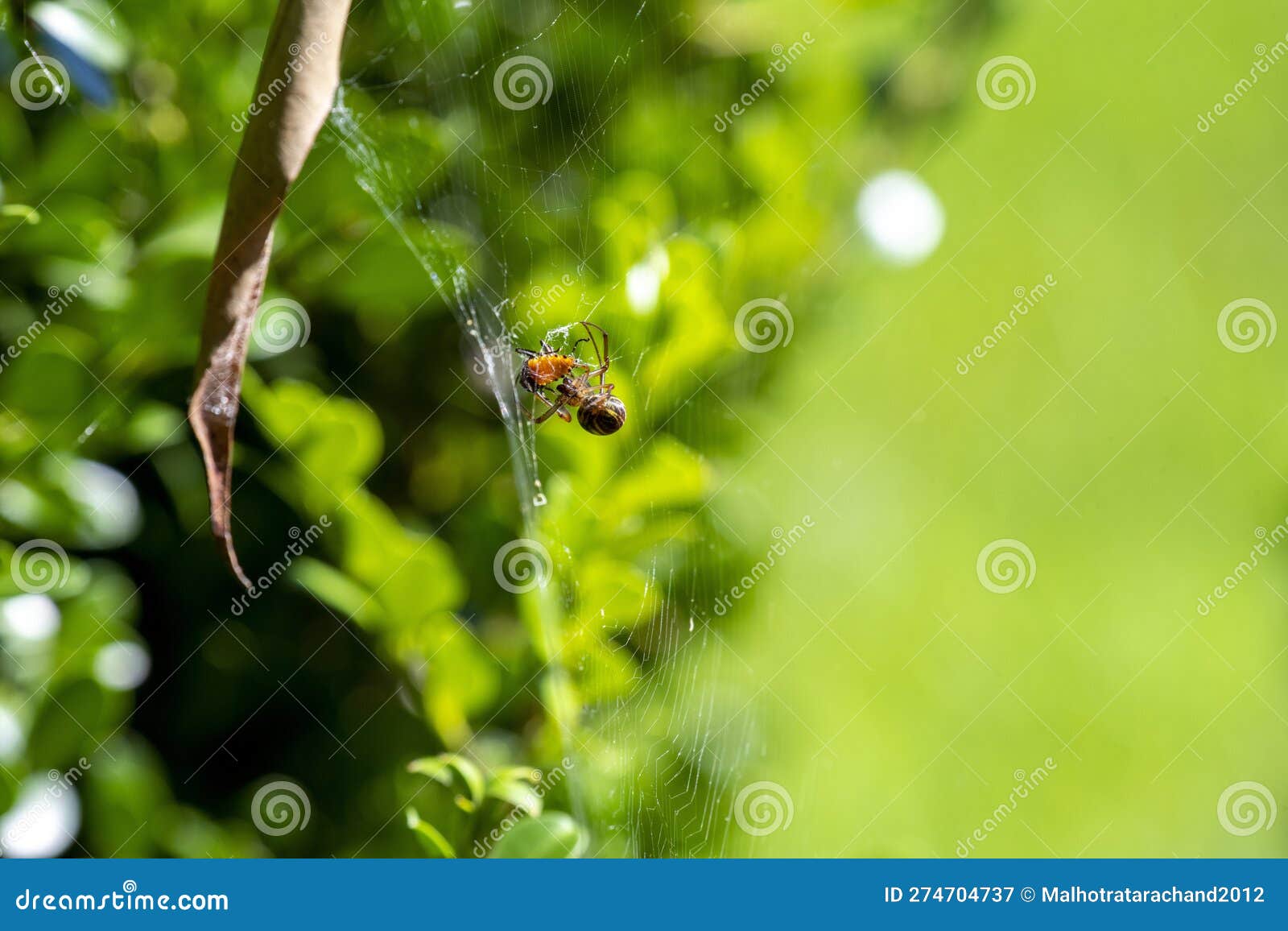 File:Slack leaf curling spider (3375407106).jpg - Wikimedia Commons