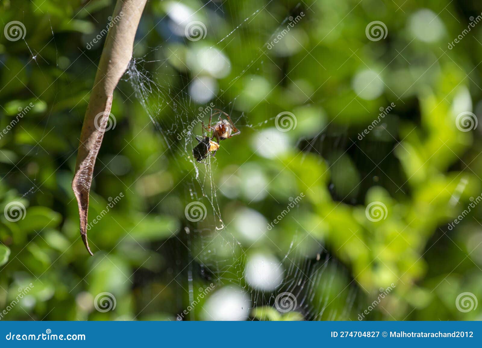 File:Slack leaf curling spider (3375407106).jpg - Wikimedia Commons