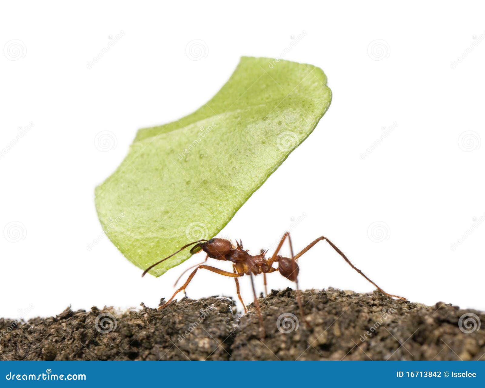 leaf-cutter ant, acromyrmex octospinosus