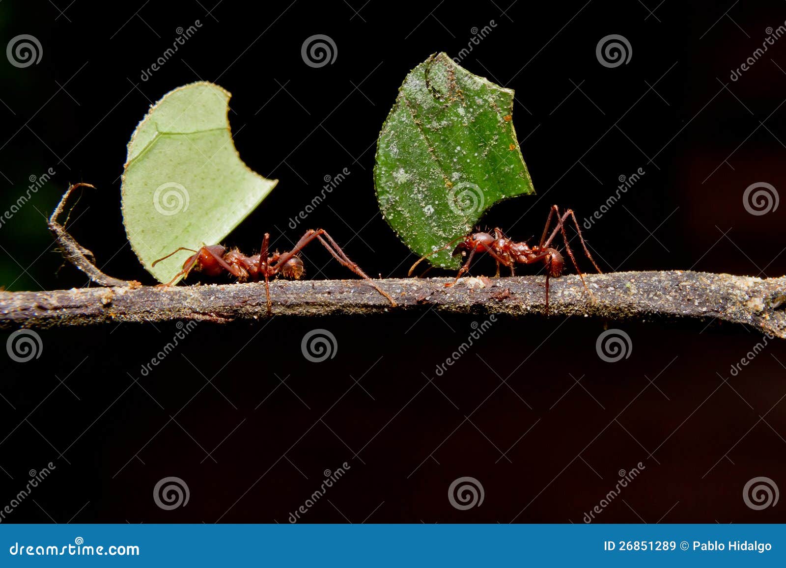 leaf cutter ants, carrying leaf, black background.