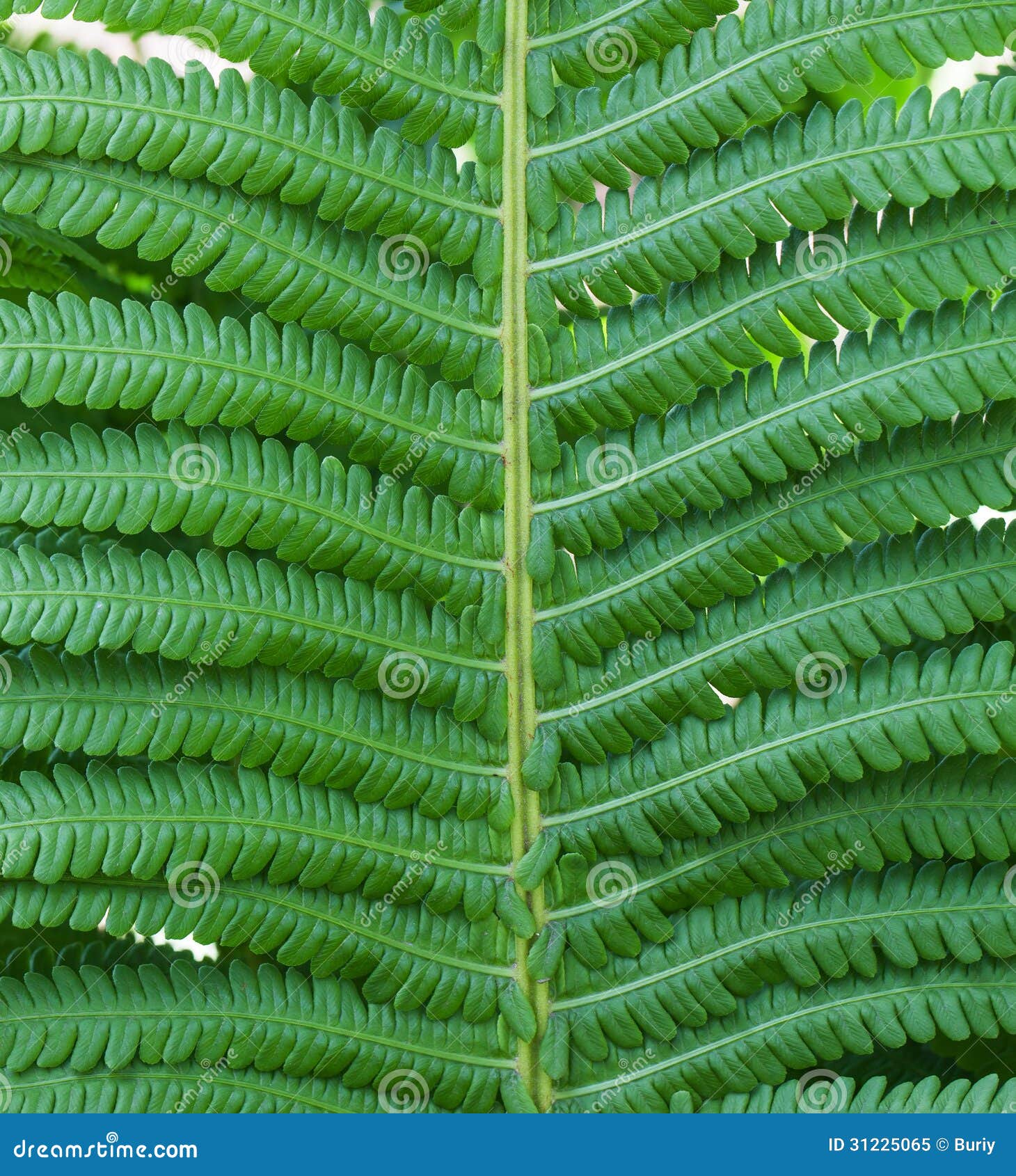 Leaf Fern stock image. Image of delicate, forest, closeup 31225065