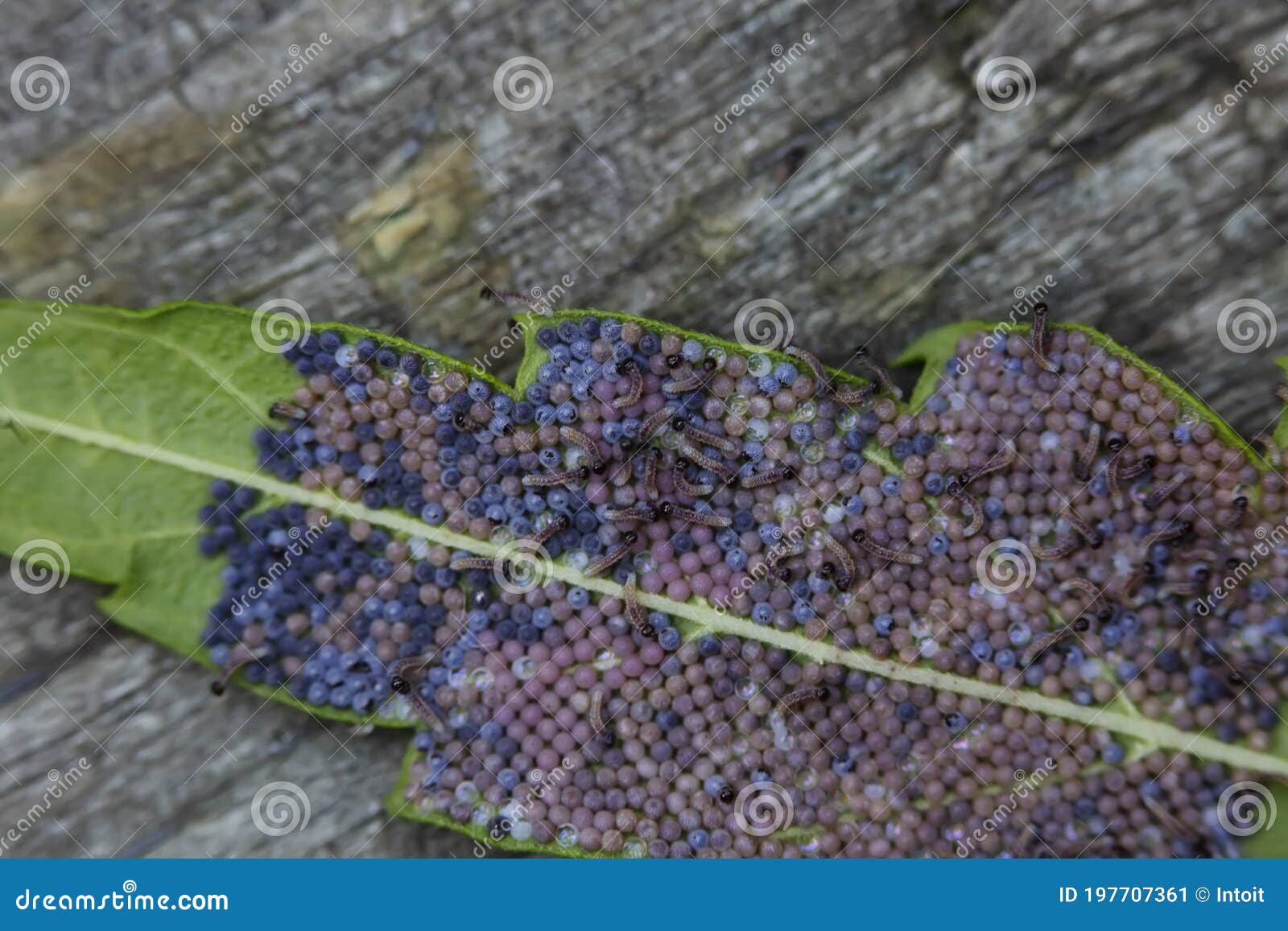 Moth Eggs and Hatched Larvae on a Green Leaf Stock Image Image of